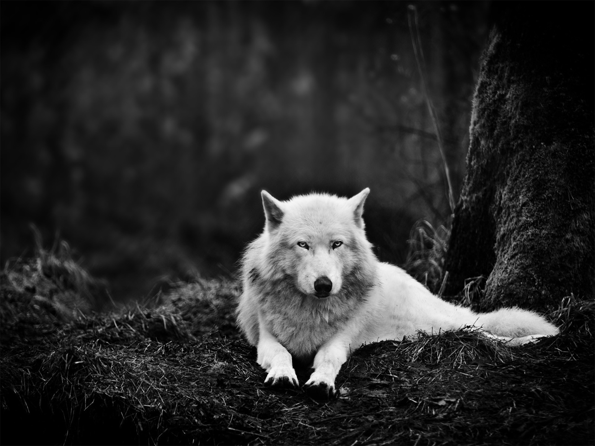 Monochrome wolf resting in a forest HD Wallpaper