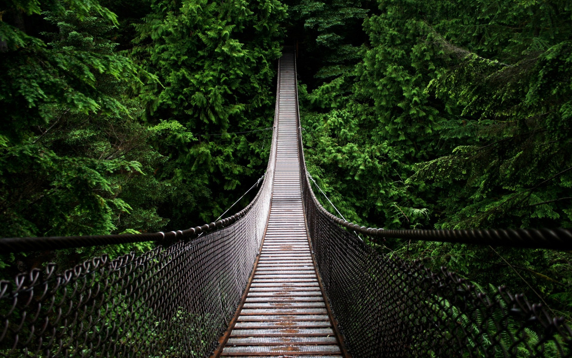 Suspension bridge through a dense green forest HD Wallpaper