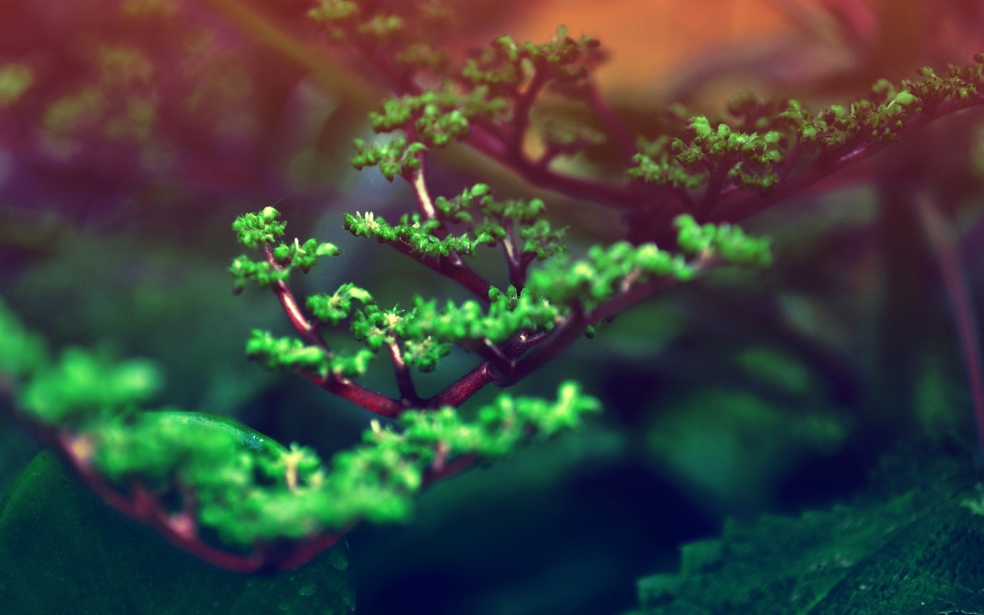 Close-up of a small green plant with red stems HD Wallpaper