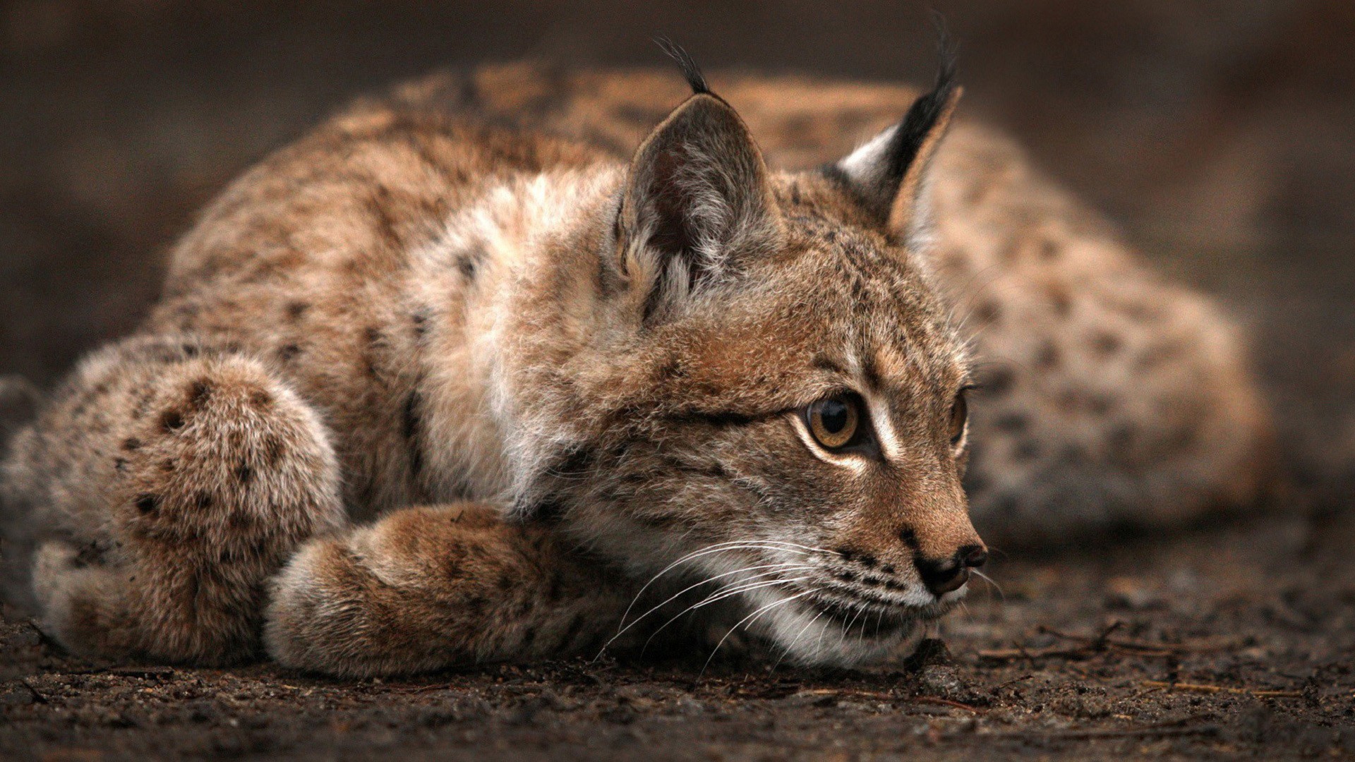 Lynx lying on the ground HD Wallpaper