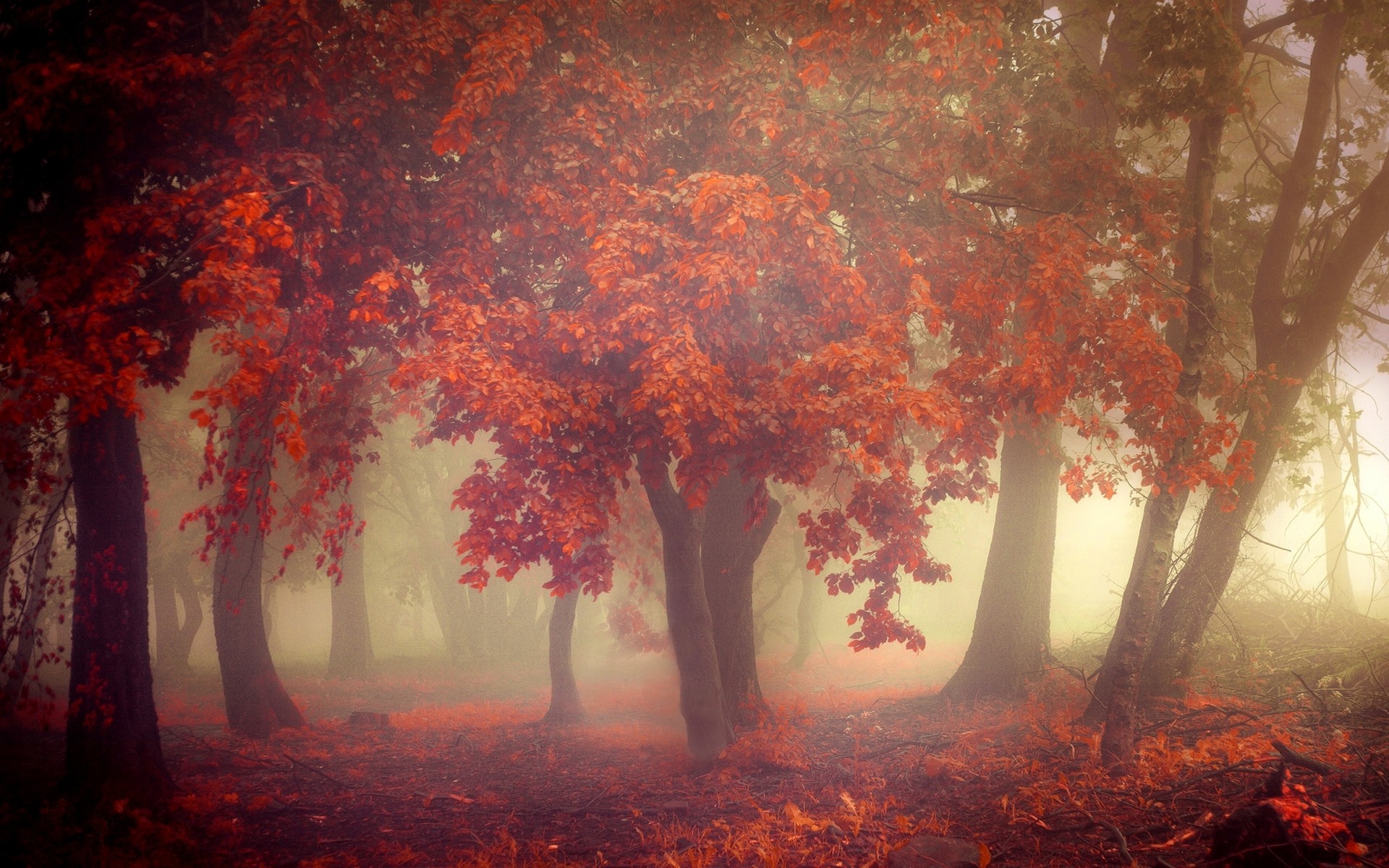 Misty forest with orange fall leaves HD Wallpaper