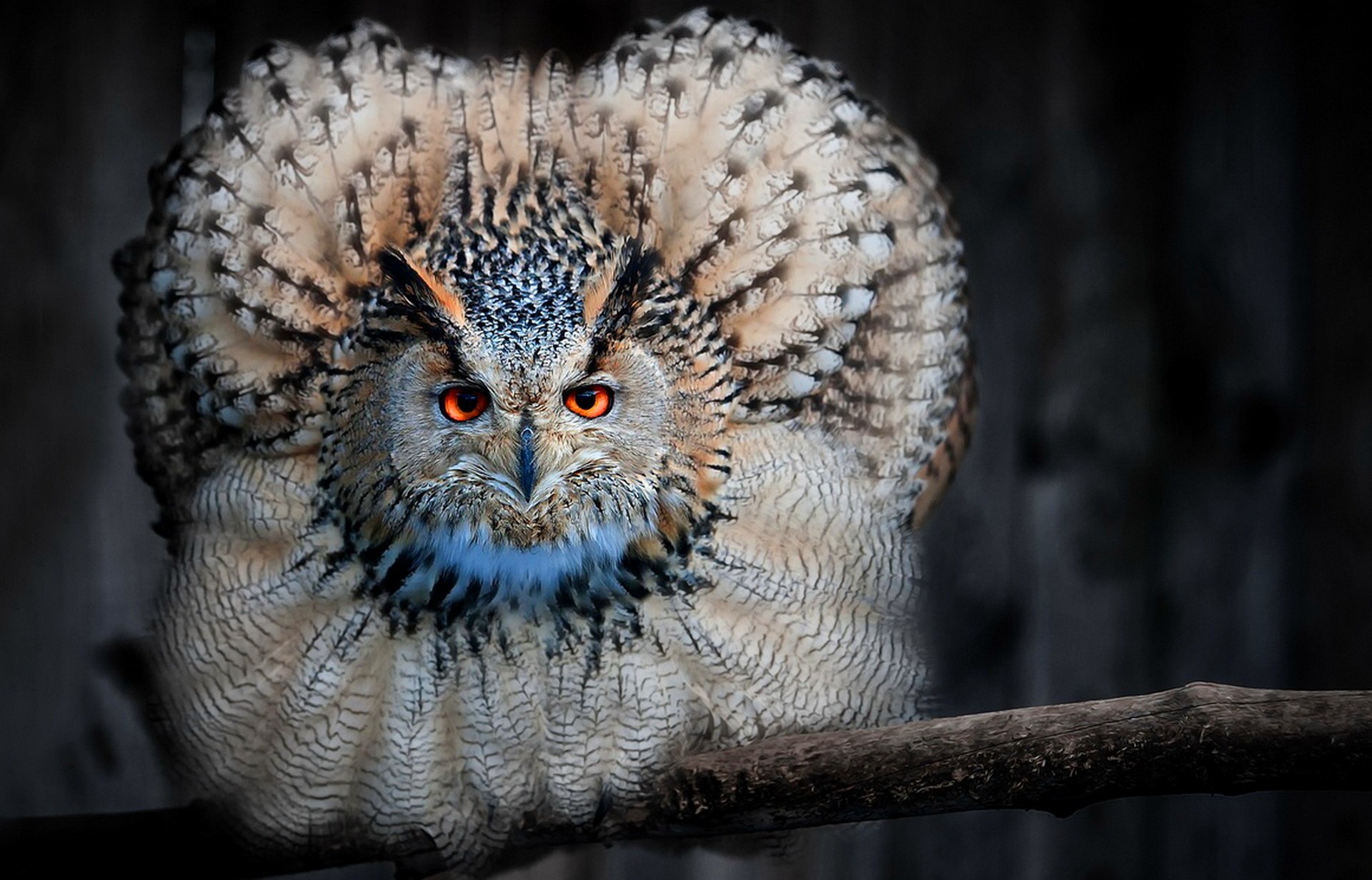 Eurasian Eagle-Owl with bright orange eyes perched on a branch HD Wallpaper