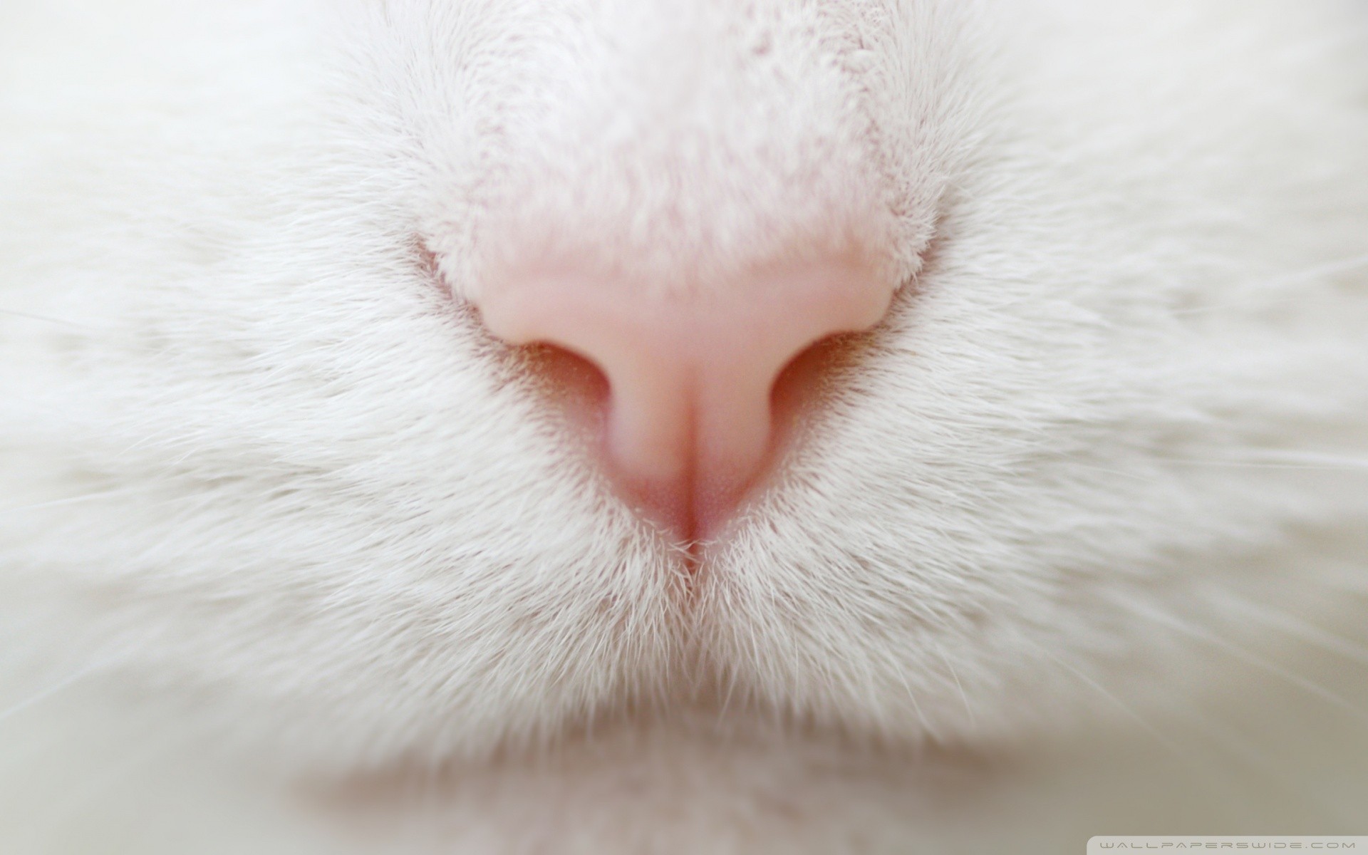 Close-up of a white cat's pink nose HD Wallpaper