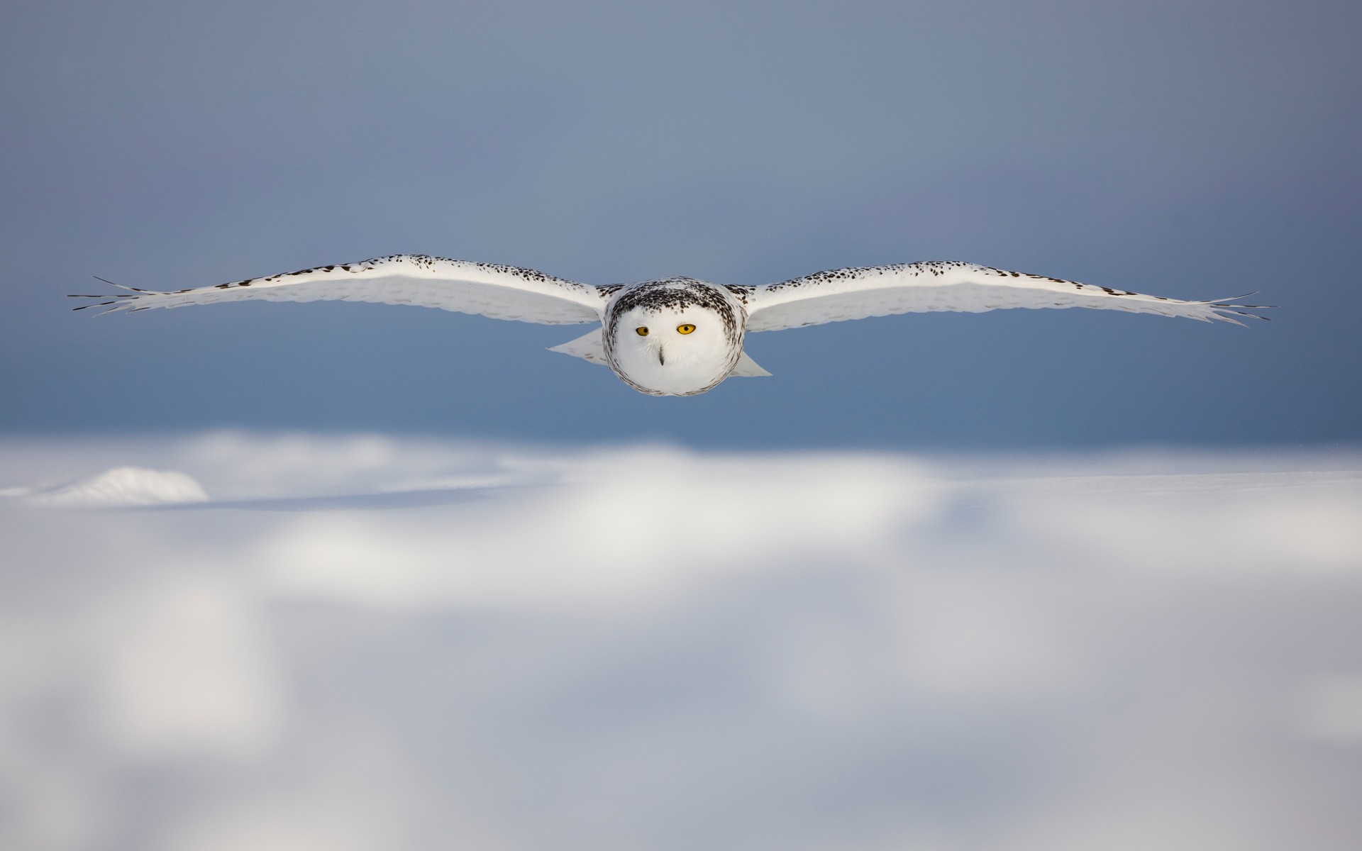 Snowy owl in flight over a snowy landscape HD Wallpaper