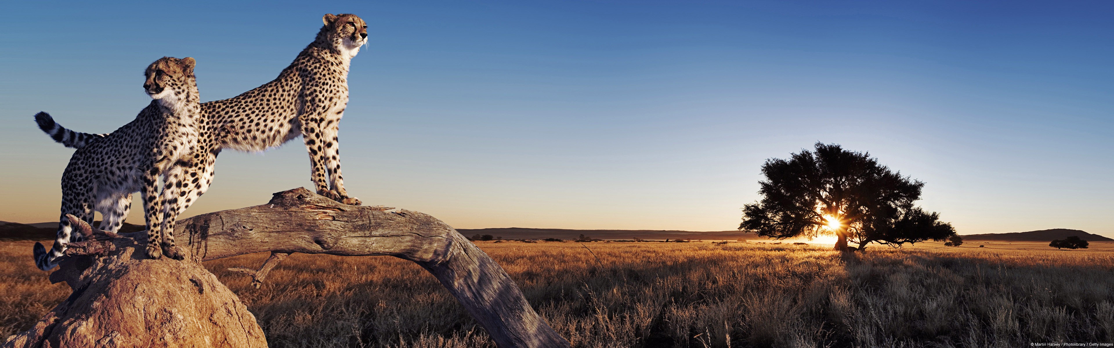 Two cheetahs stand on a log in a savannah at sunset HD Wallpaper