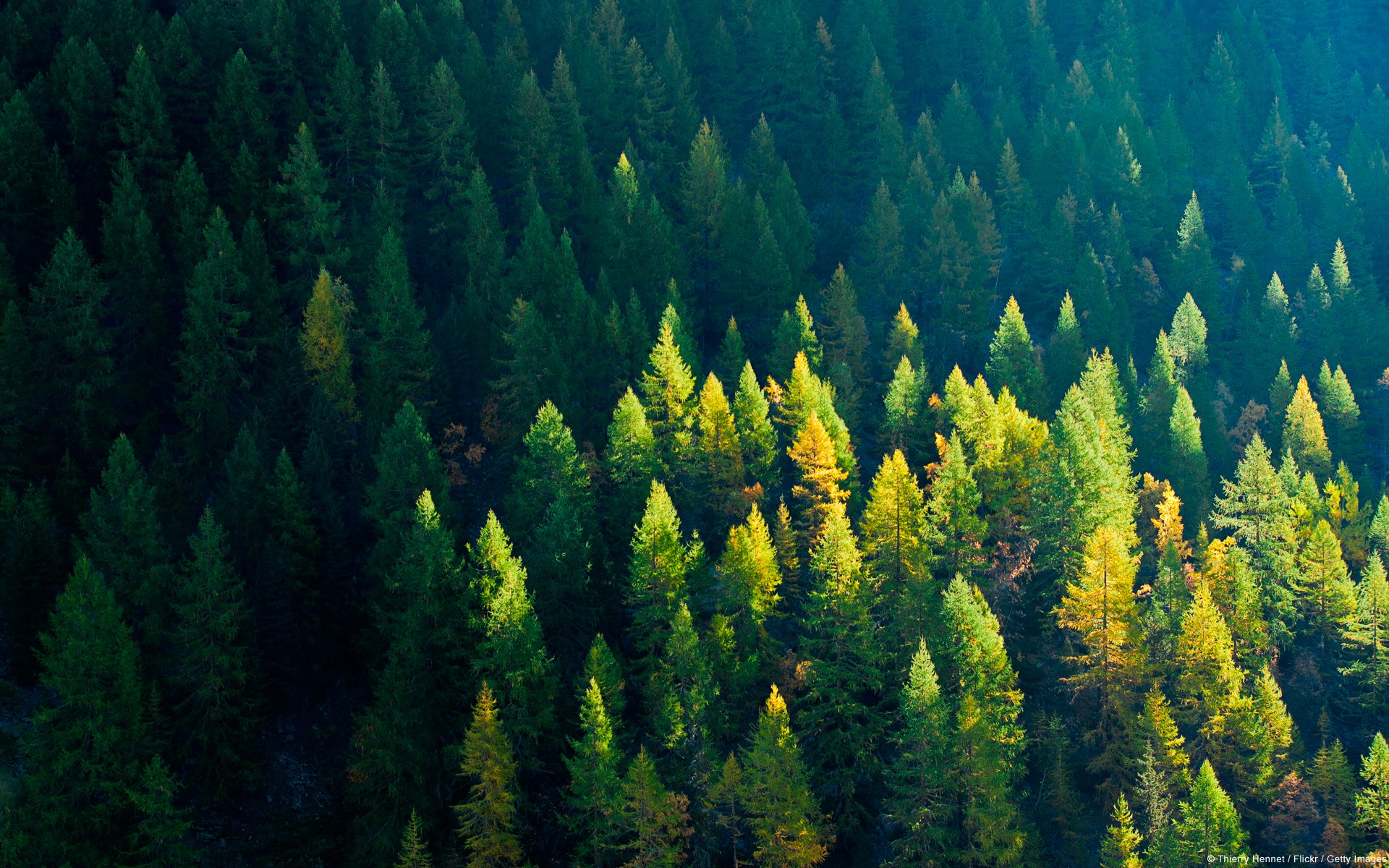 Sunlight illuminates a dense forest of evergreen trees HD Wallpaper