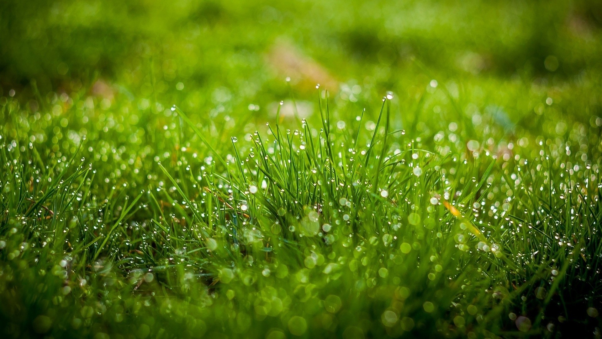 Close-up of green grass with water drops and bokeh HD Wallpaper