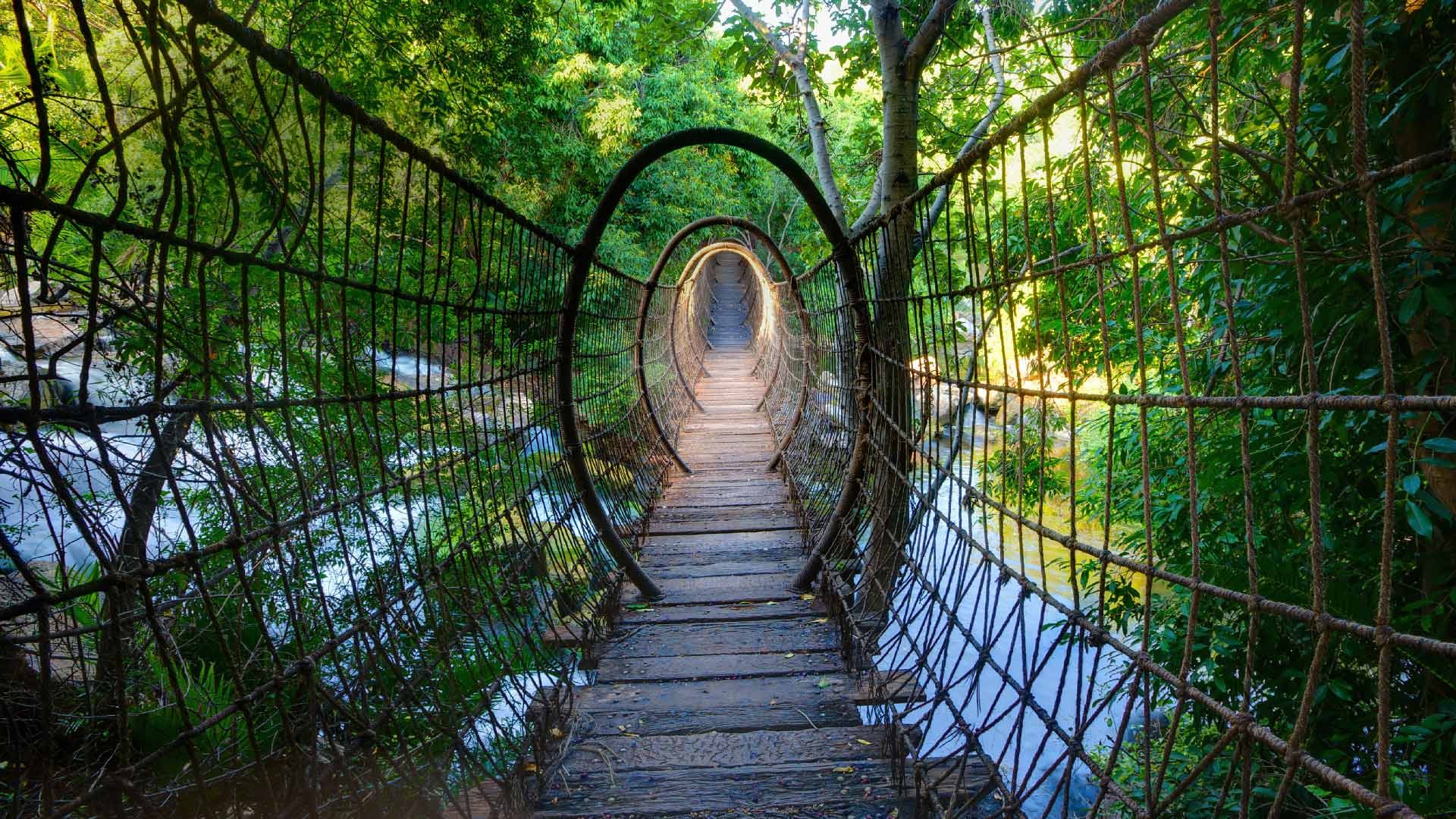 Suspension bridge over a river in a forest HD Wallpaper