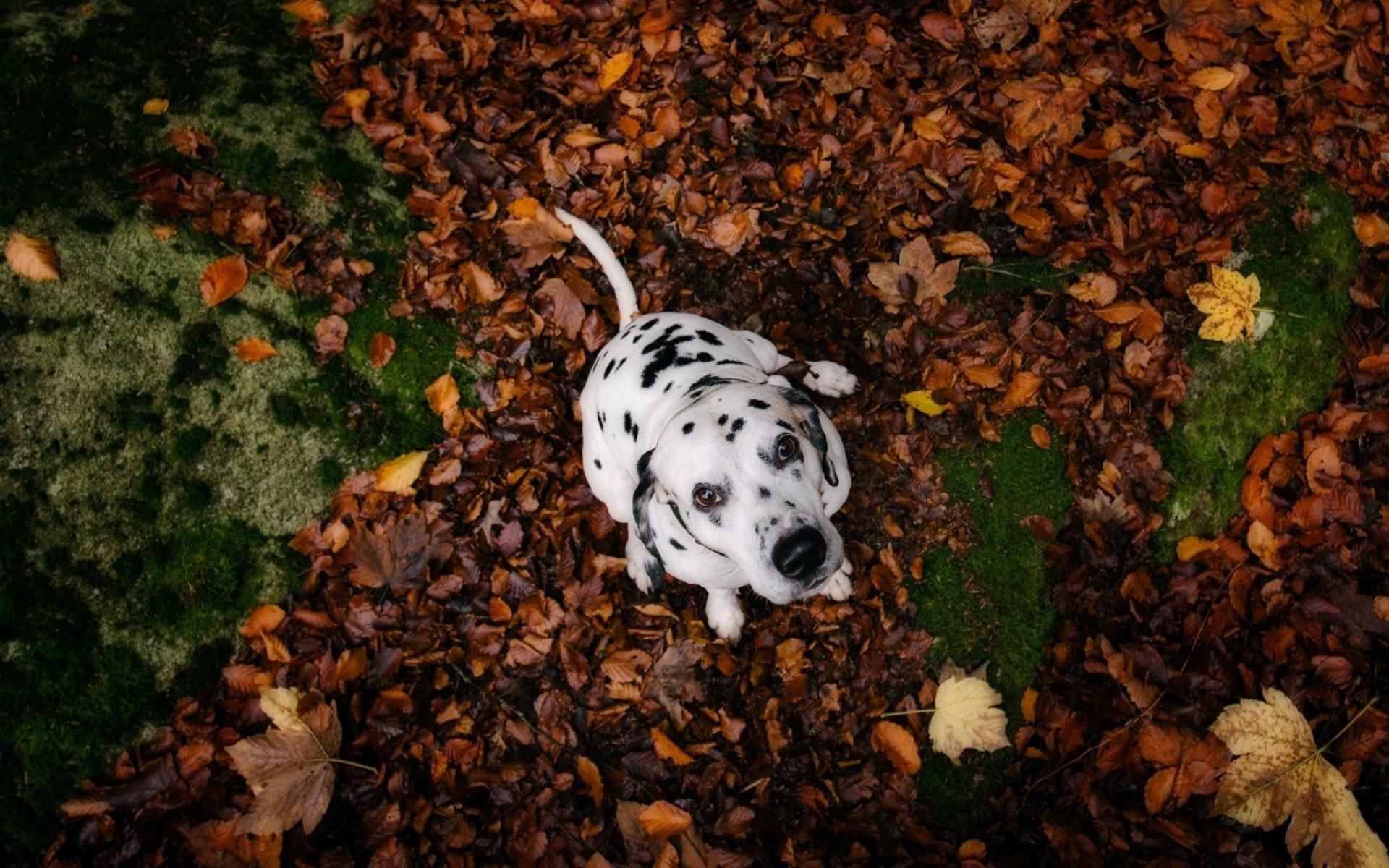 Dalmatian dog sitting on autumn leaves HD Wallpaper