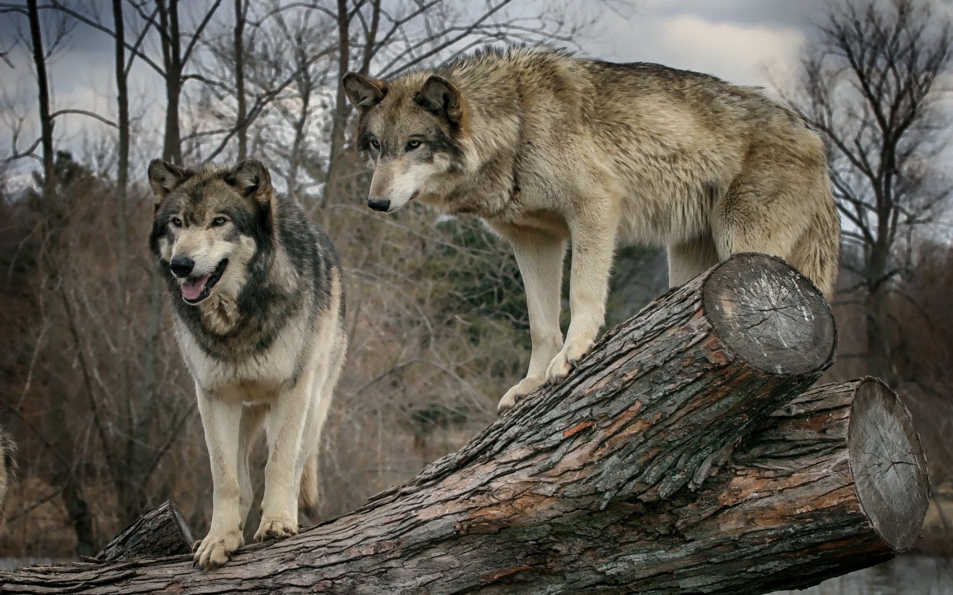 Two wolves standing on a log HD Wallpaper