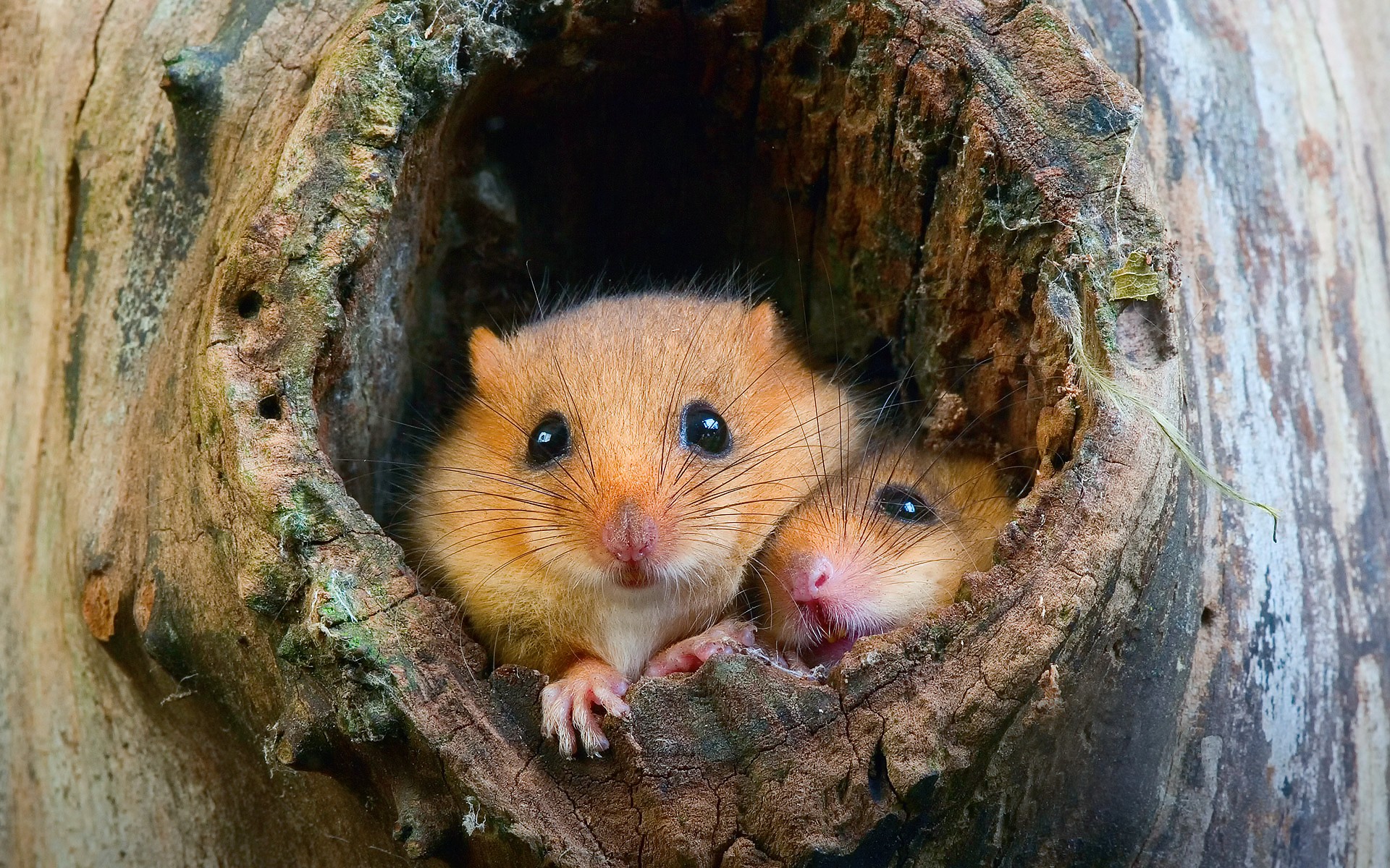 Two dormice peek out from a tree hollow HD Wallpaper