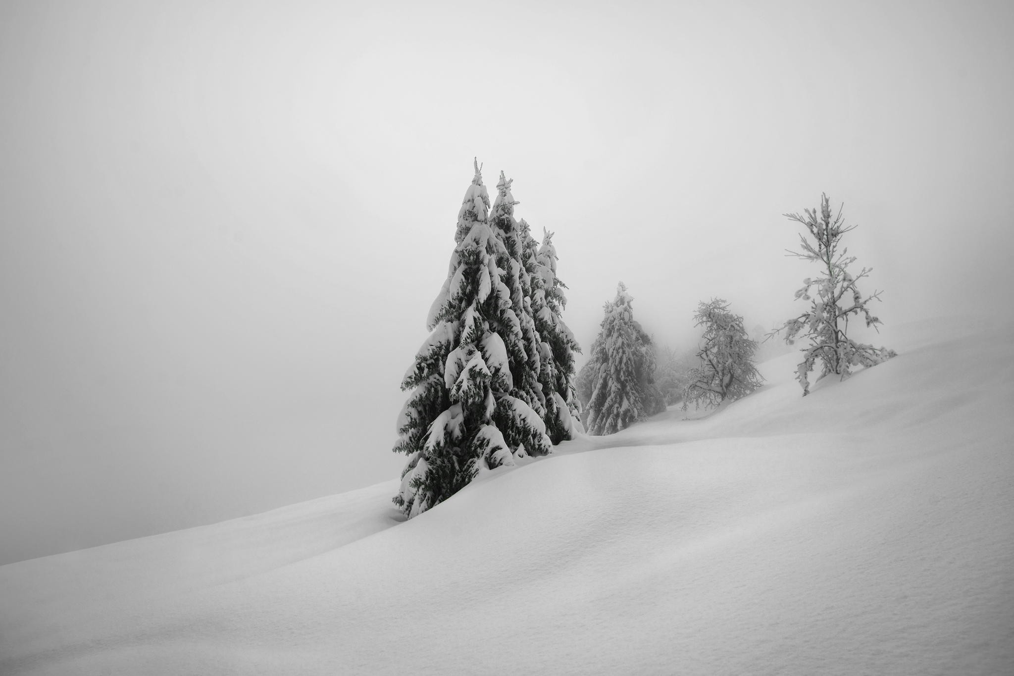 Snow-covered trees on a foggy winter day HD Wallpaper