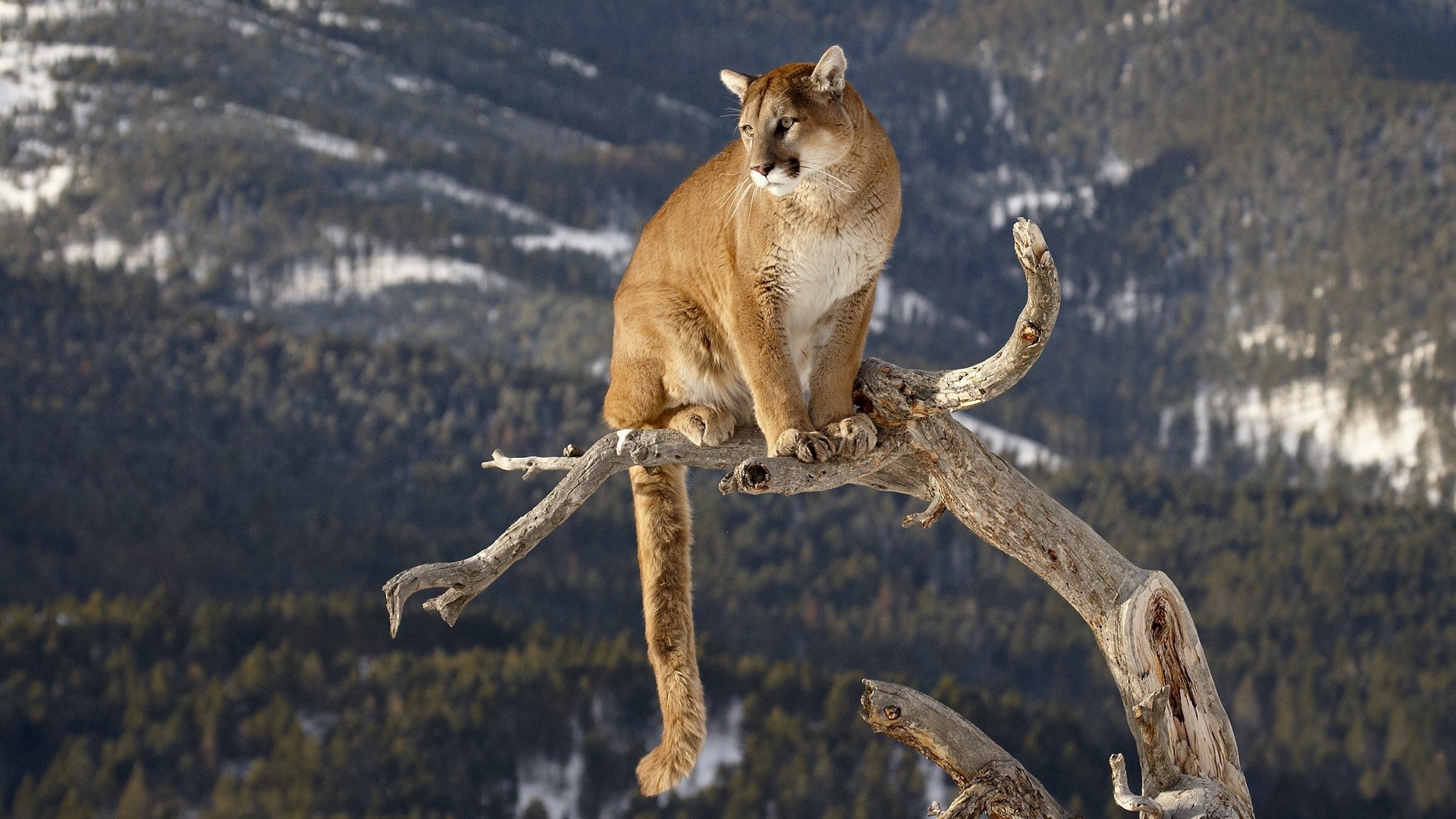 A puma sits on a dead tree branch in a mountain landscape. HD Wallpaper