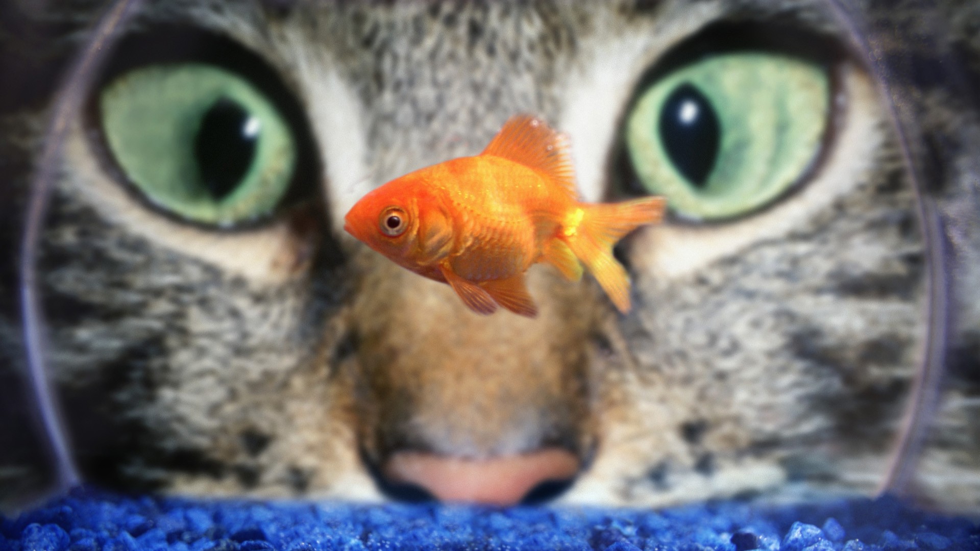 Cat staring at a goldfish in a fishbowl HD Wallpaper