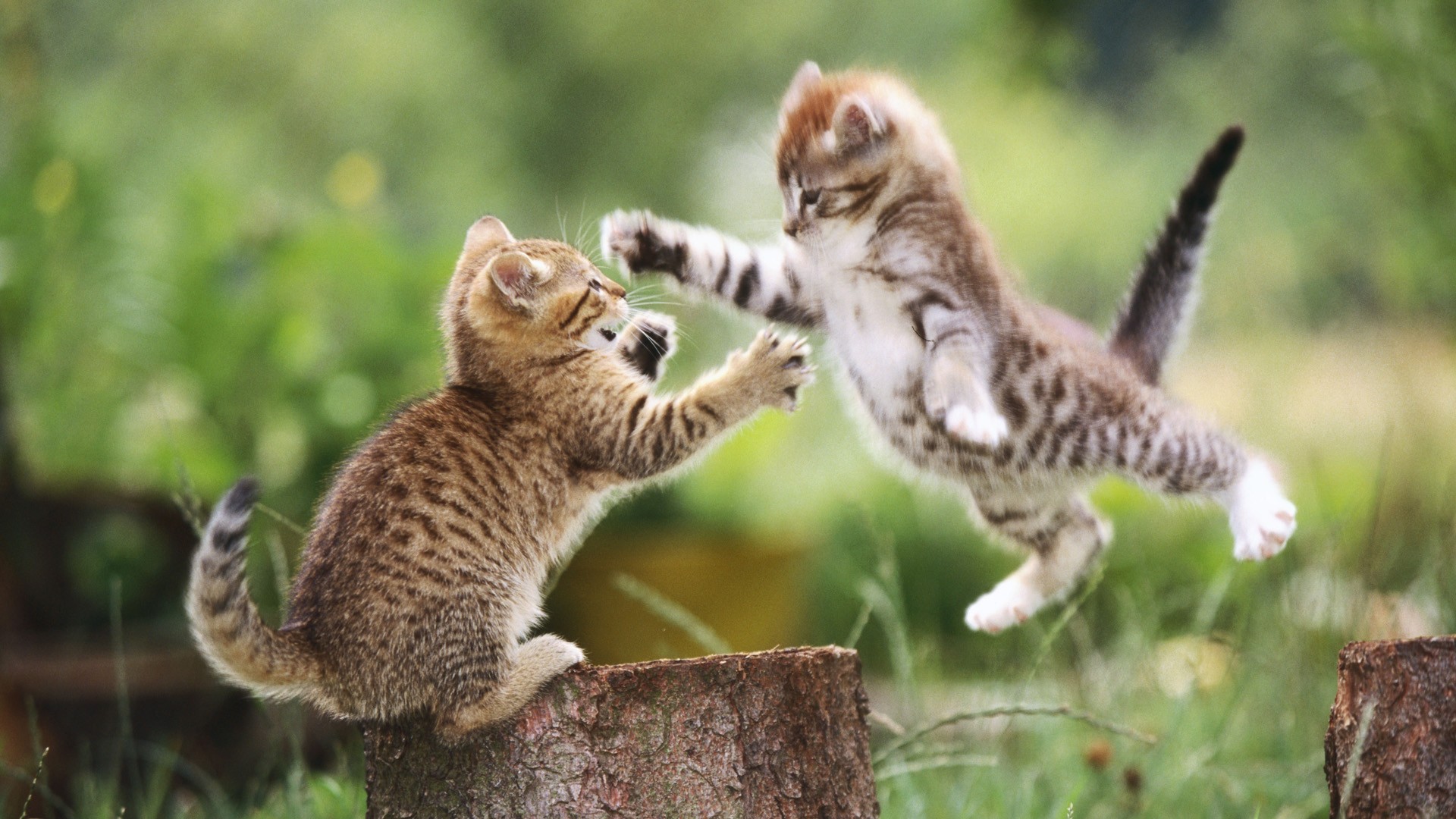 Two kittens playfully fighting on a log HD Wallpaper