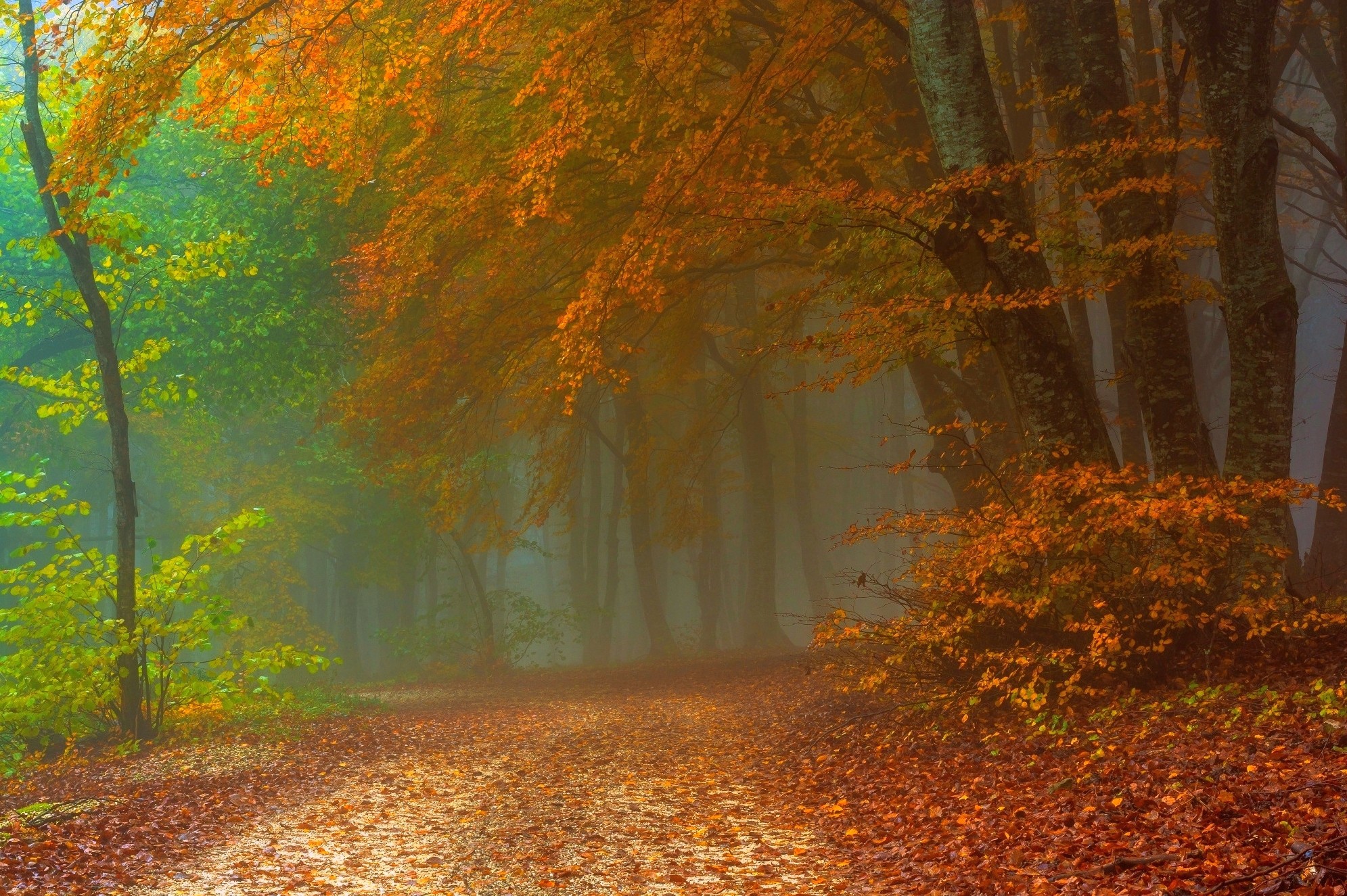 landscape, mist, fall, leaves, forest, nature, path HD Wallpaper