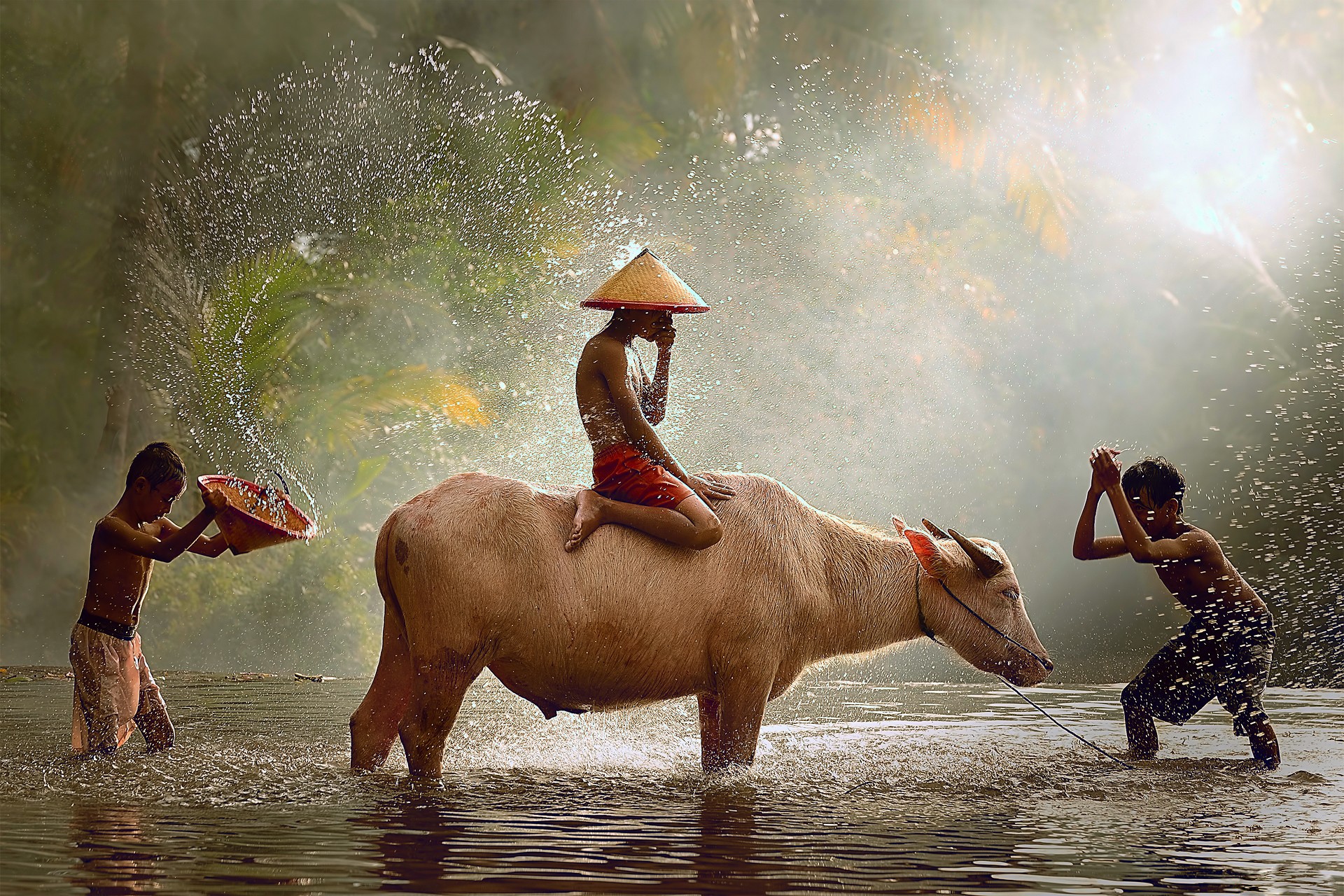 Children playing with a water buffalo in a river HD Wallpaper
