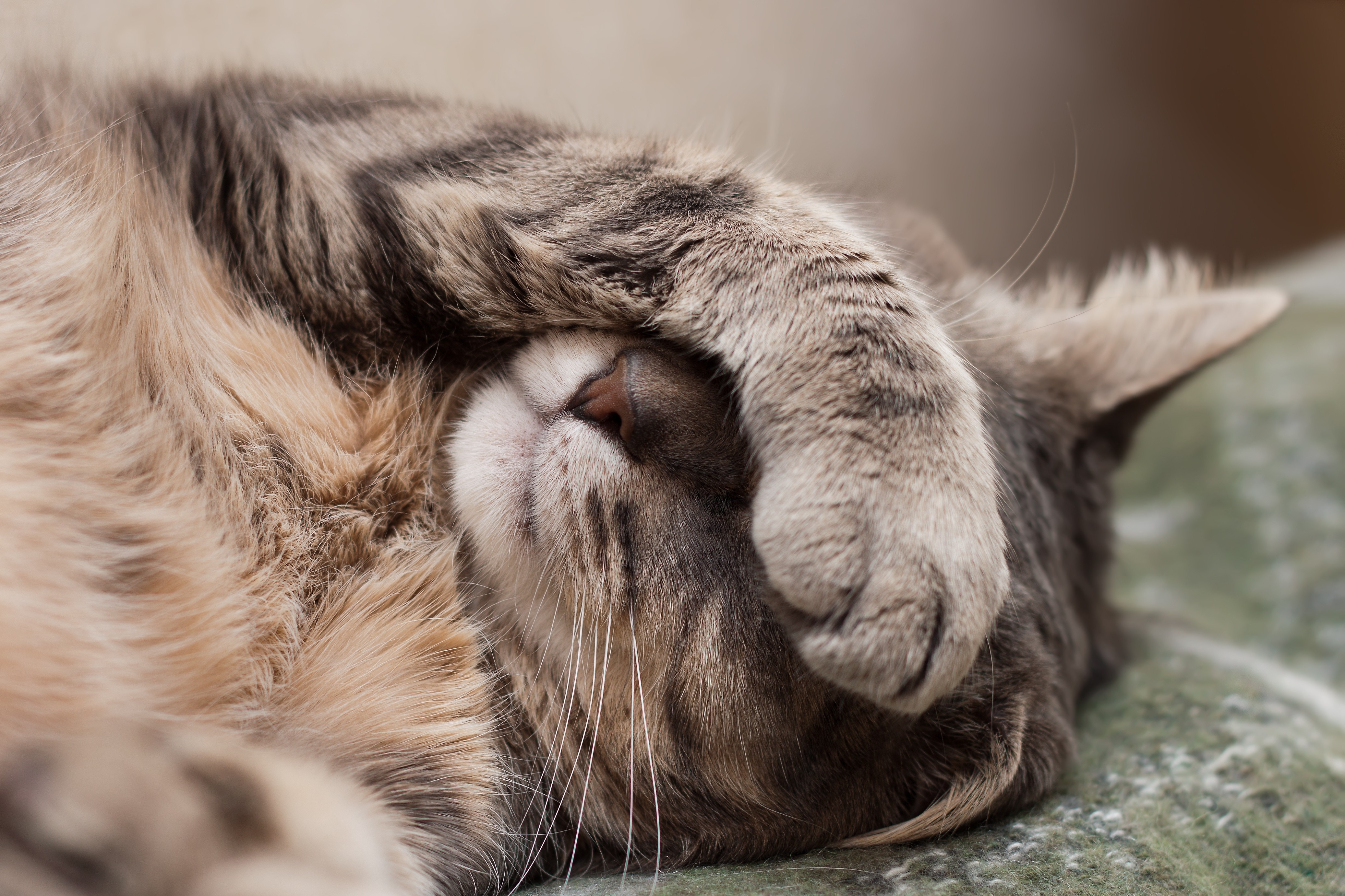 A tabby cat sleeping with its paw over its eyes HD Wallpaper