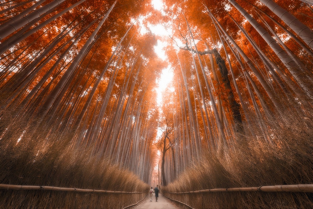 Arashiyama Bamboo Grove in Kyoto, Japan during autumn HD Wallpaper