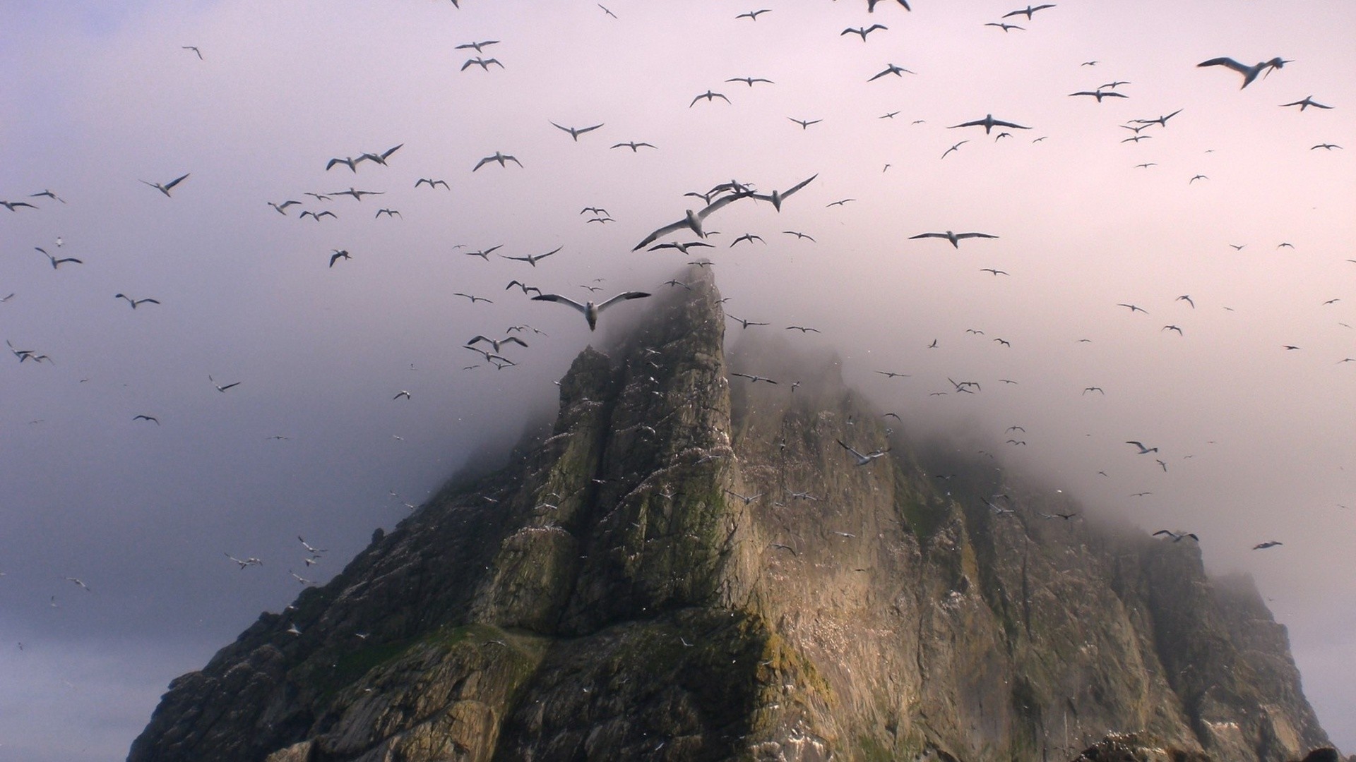 A flock of birds circles a rocky cliff face. HD Wallpaper