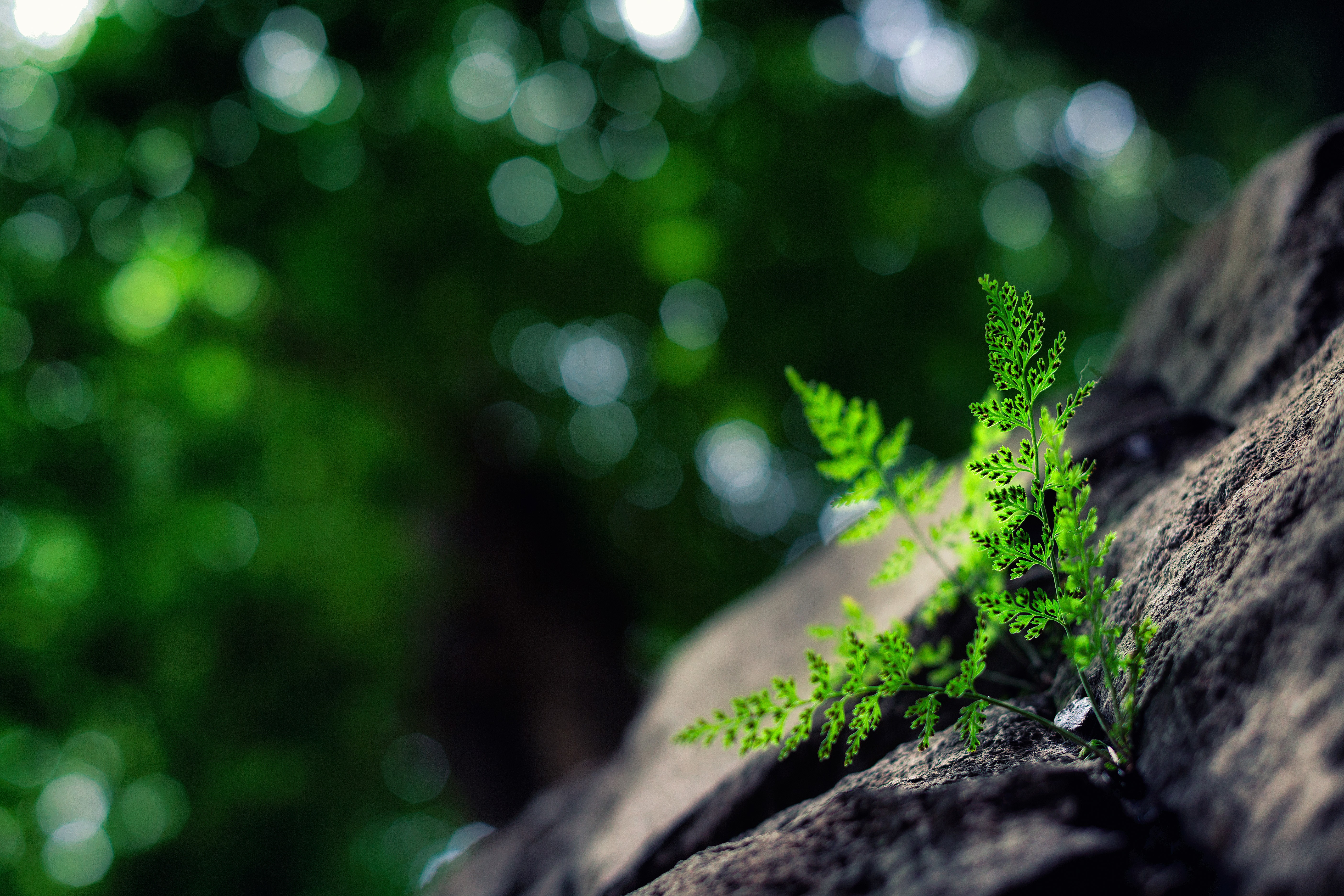 Green fern growing on a rock with bokeh background HD Wallpaper