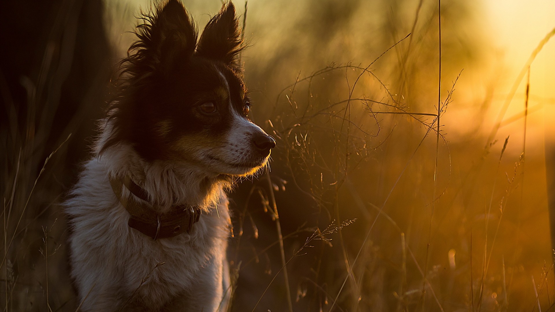 Dog in tall grass during sunset HD Wallpaper