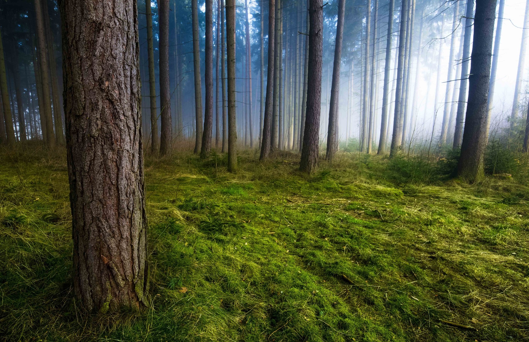 Misty forest with mossy ground and sunlight HD Wallpaper