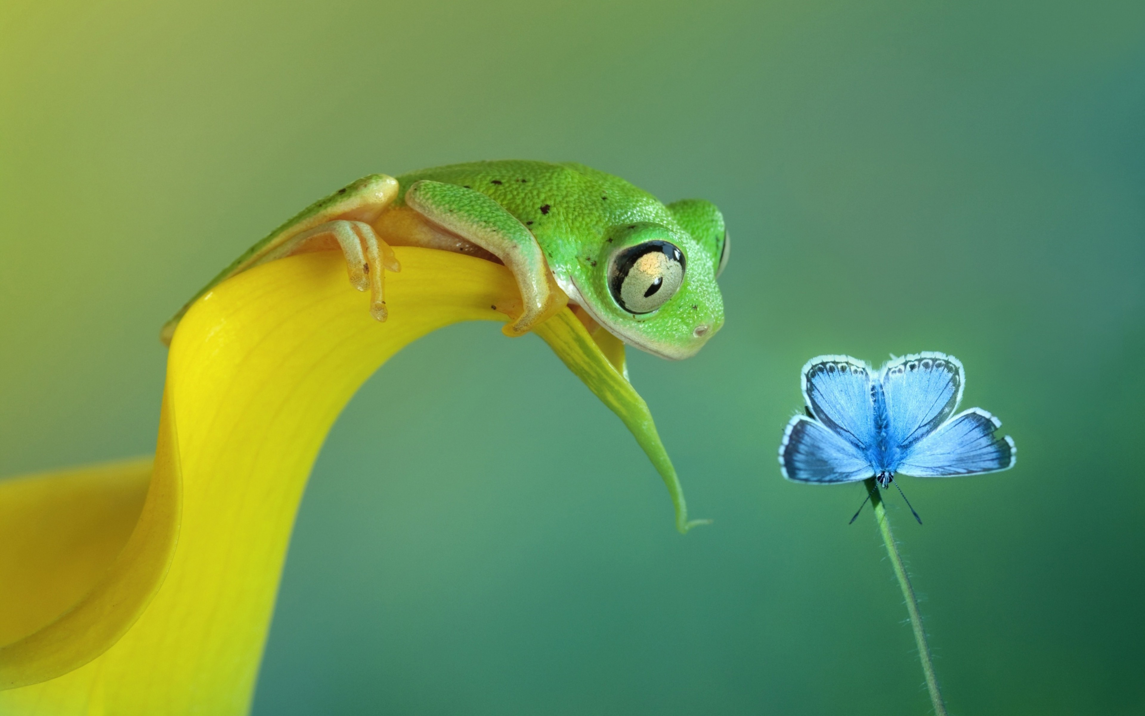 amphibian, butterfly, frog, flowers HD Wallpaper
