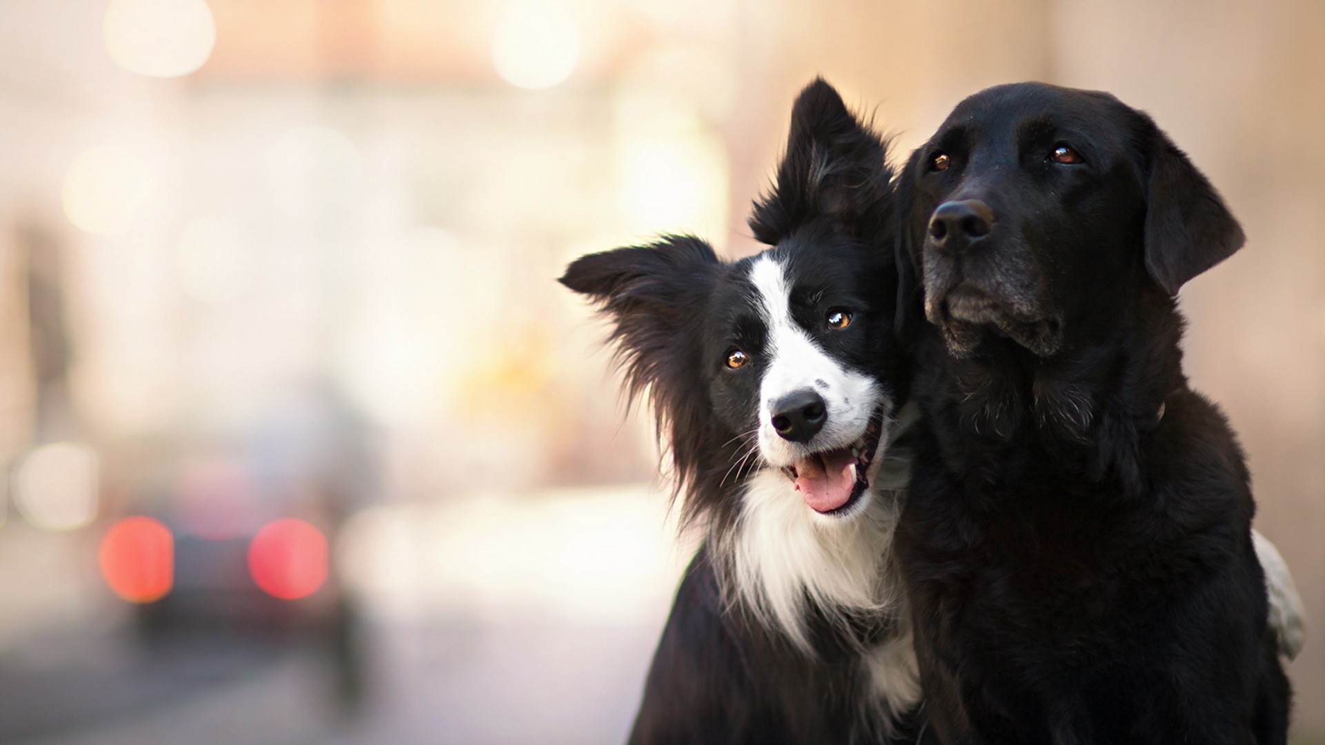 Two dogs, a black Labrador and a Border Collie, embrace HD Wallpaper