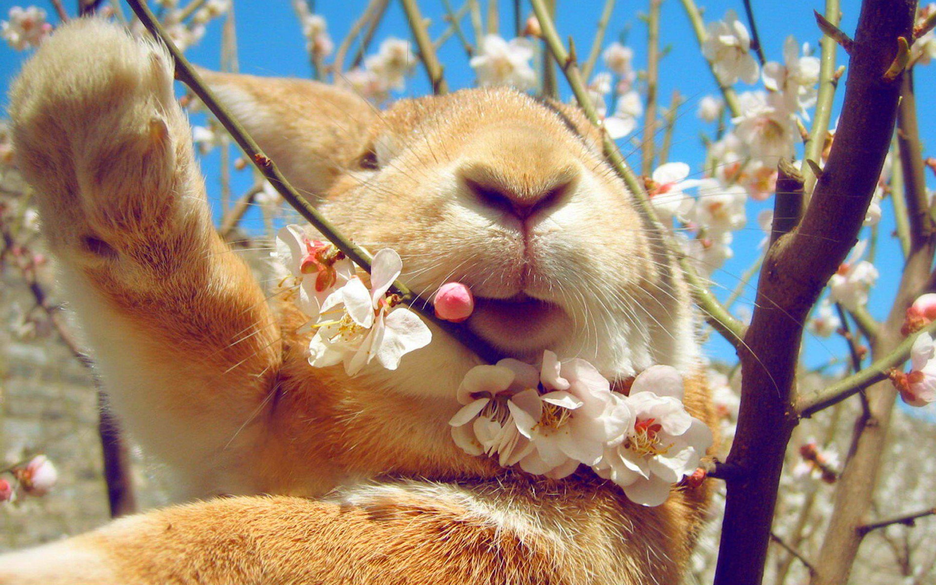 A rabbit among blooming cherry blossoms HD Wallpaper