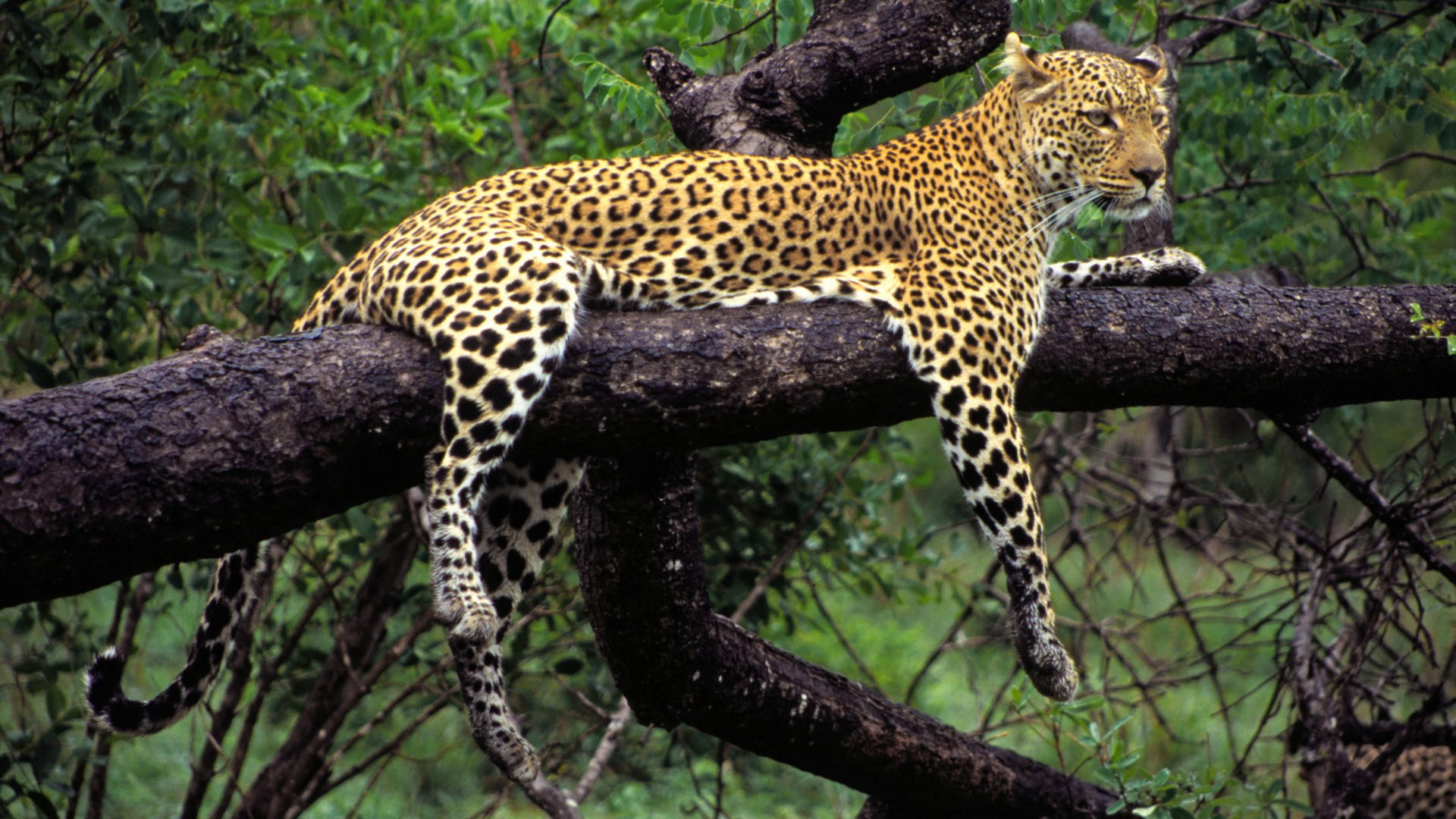 Leopard resting on a tree branch HD Wallpaper