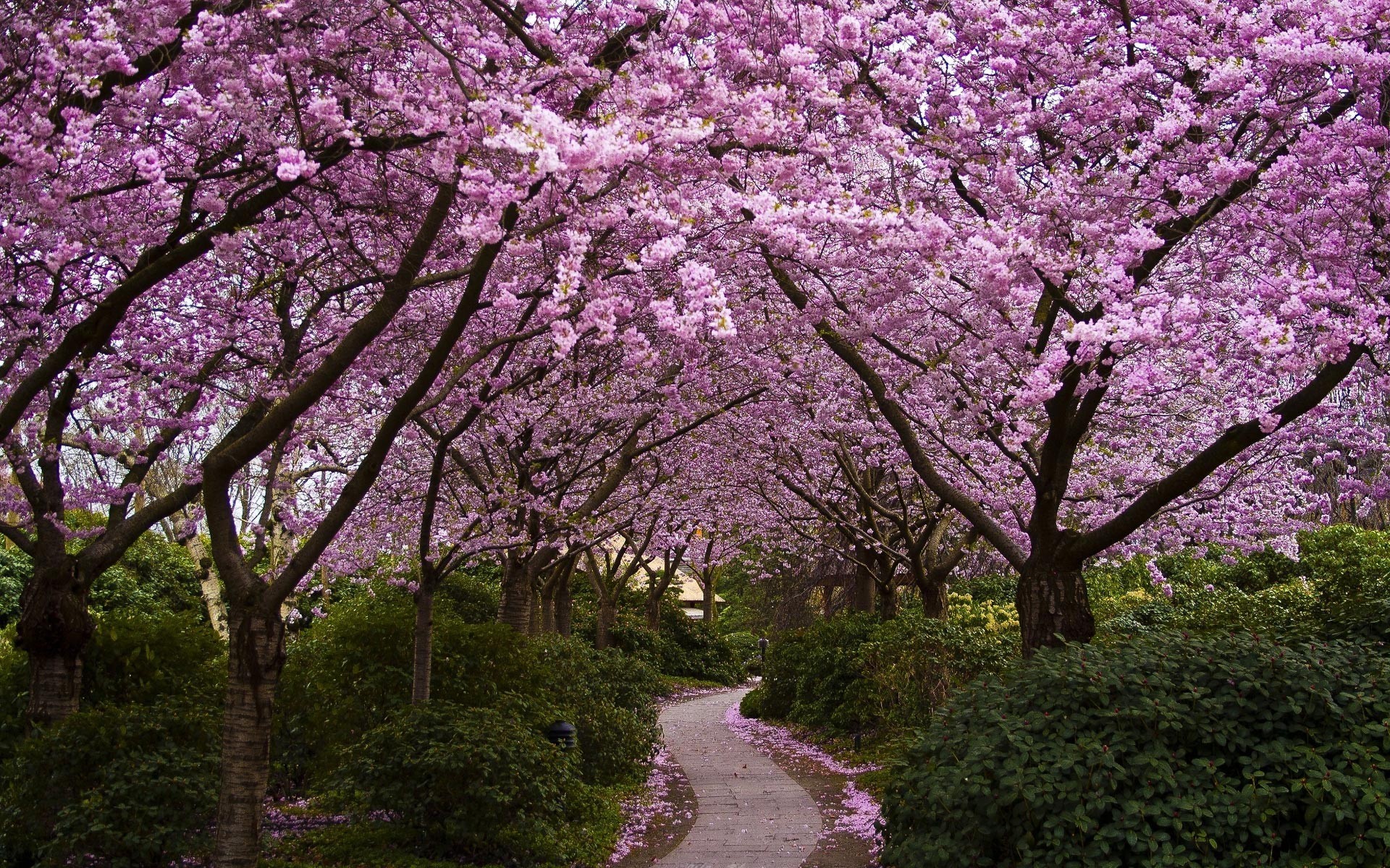 A winding path through a cherry blossom tunnel HD Wallpaper