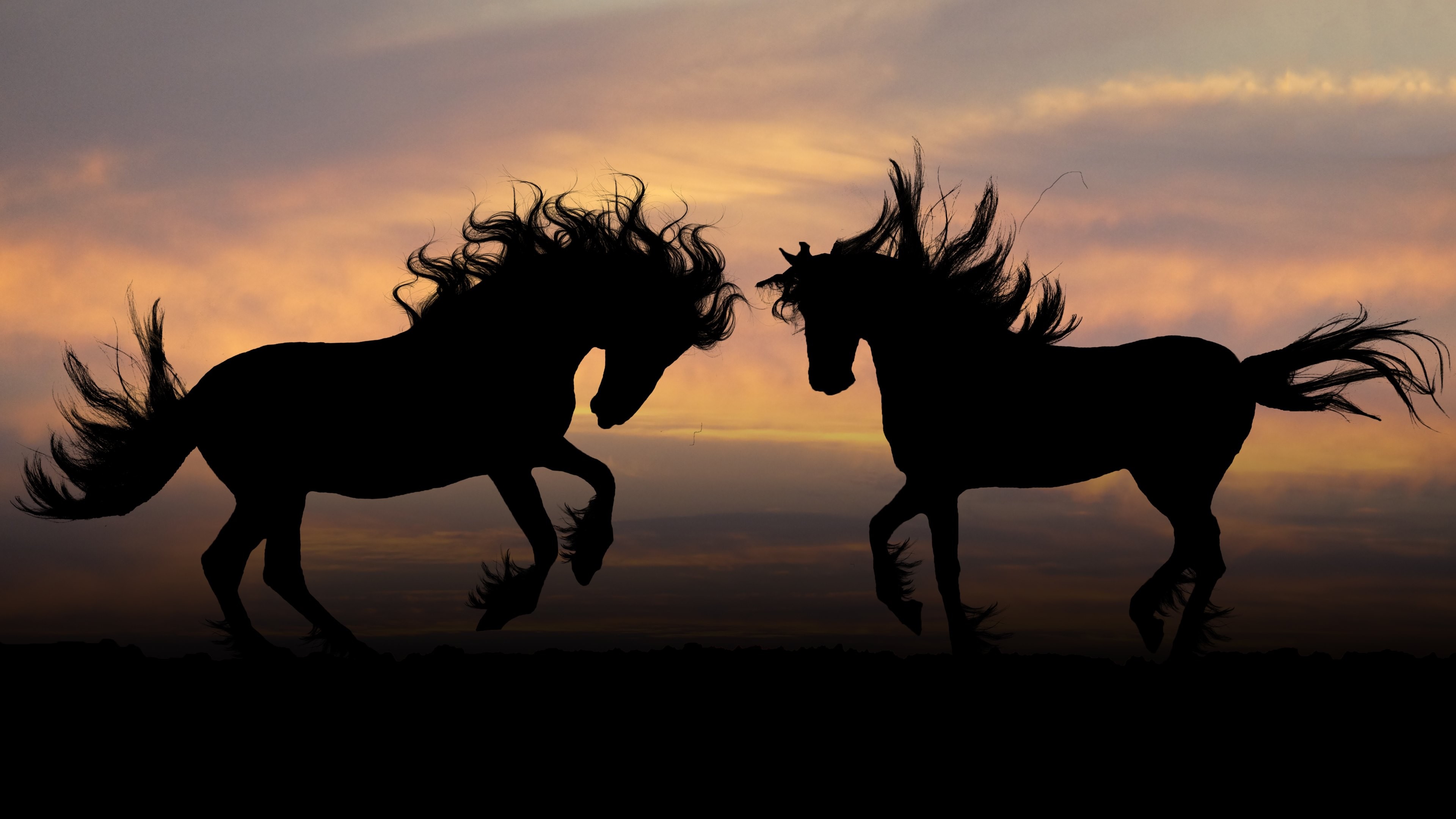 Two horses silhouetted against a sunset sky HD Wallpaper