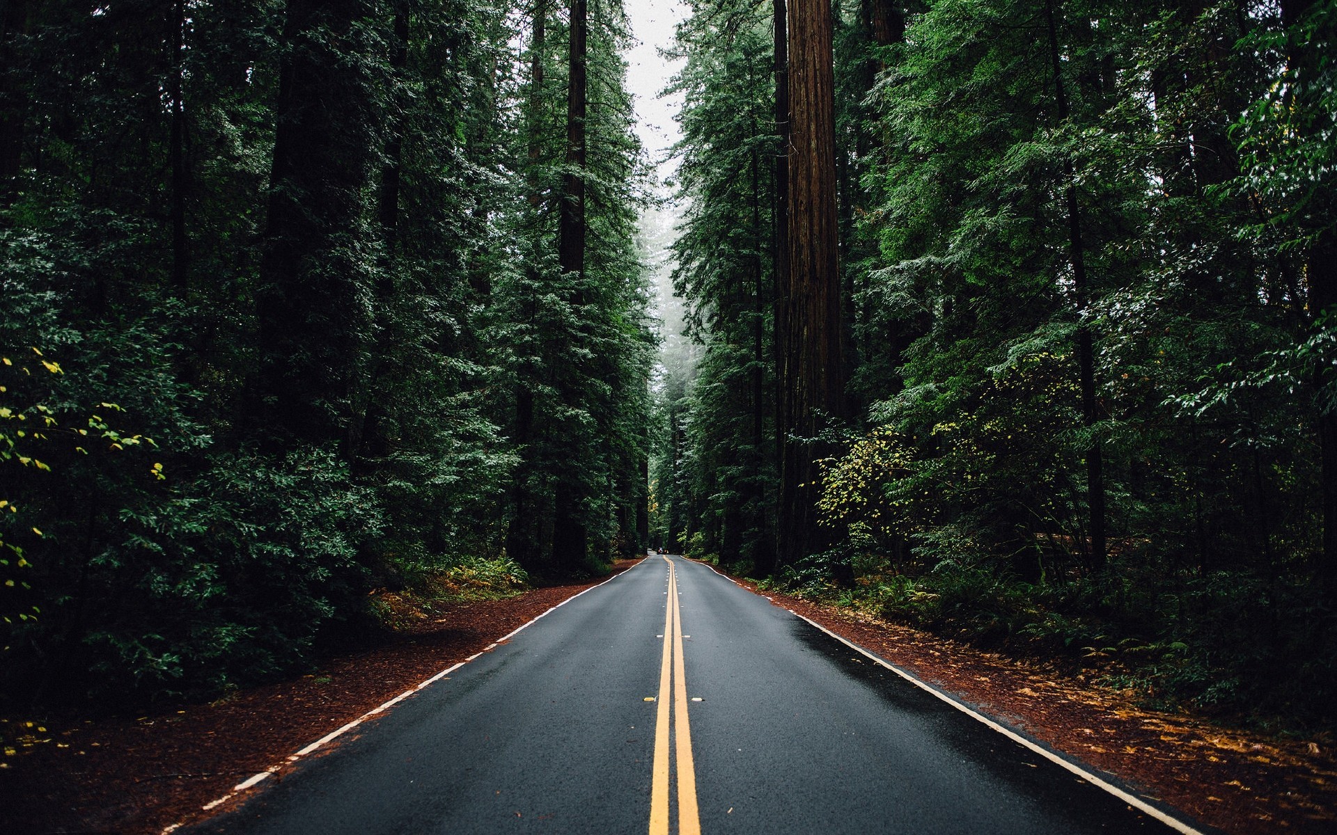 A road through a dense forest of tall trees HD Wallpaper