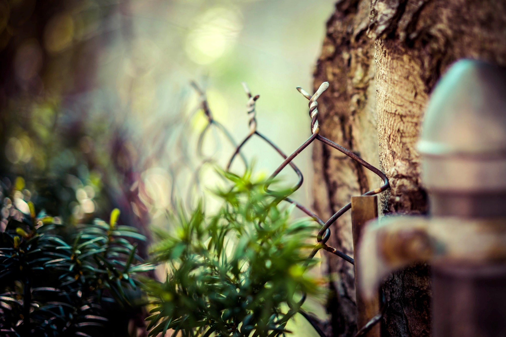 Macro shot of a fence with bokeh and tree bark HD Wallpaper