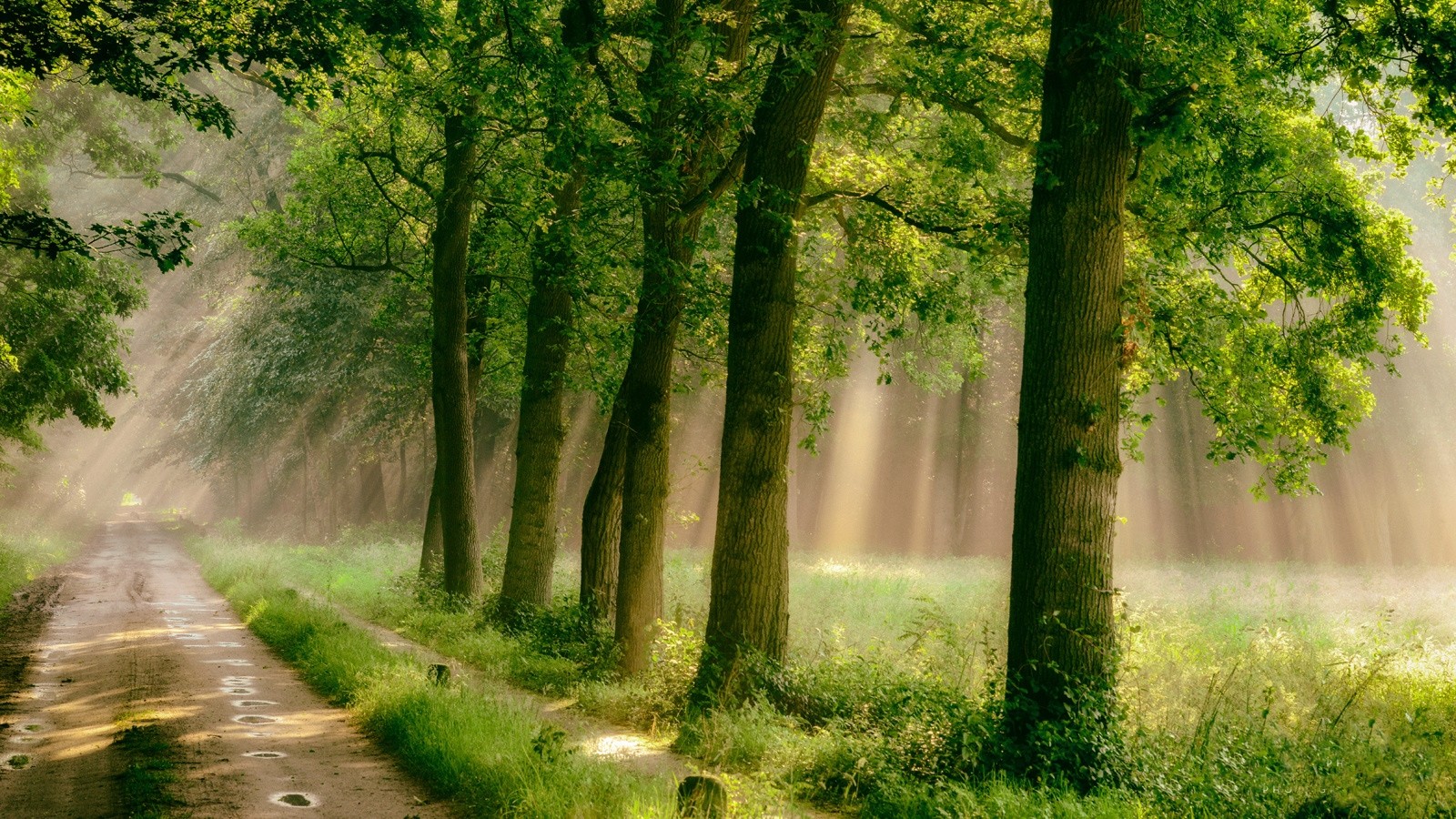 Sunlight filtering through trees onto a forest path HD Wallpaper