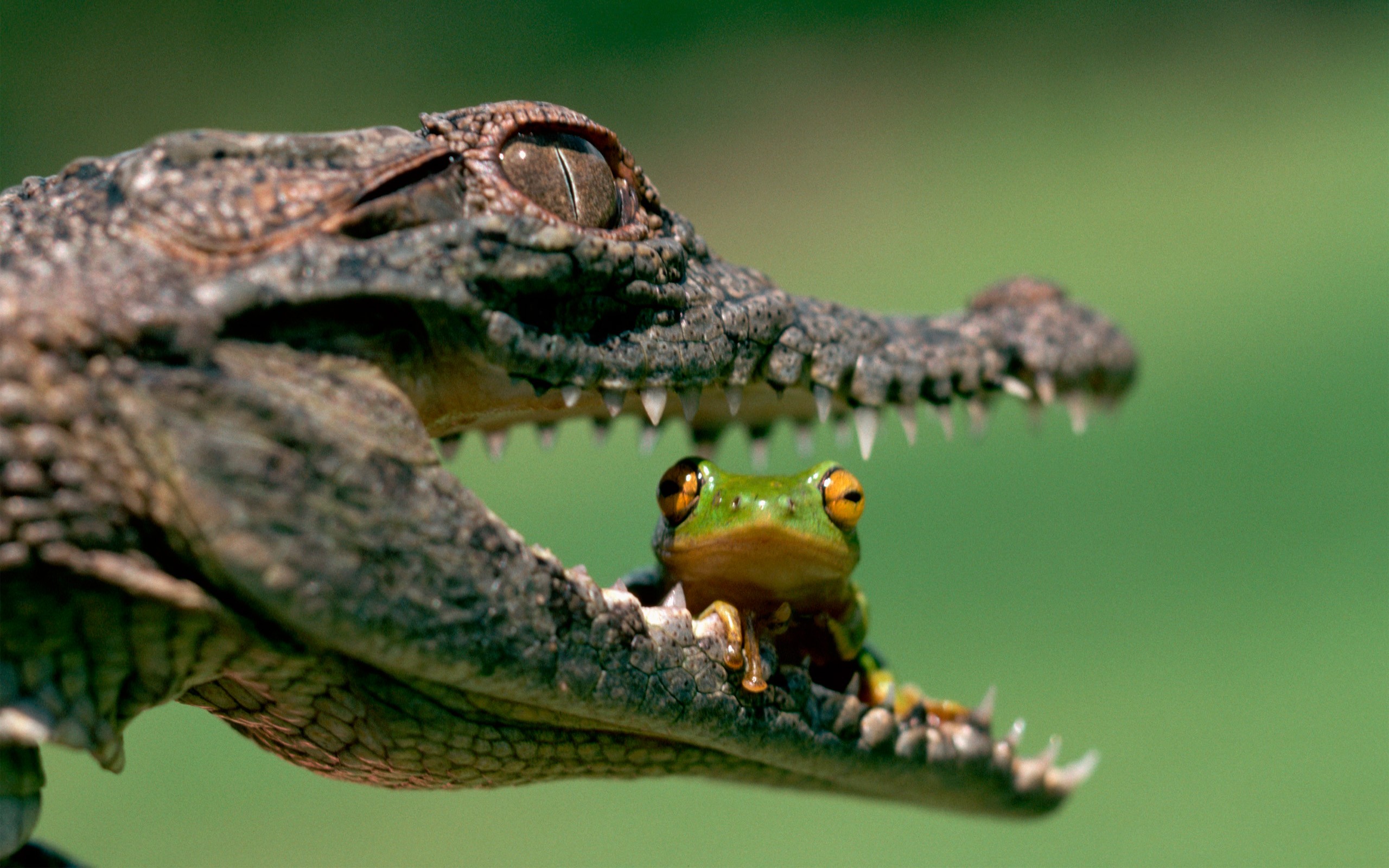 Frog sits in the open mouth of a crocodile HD Wallpaper