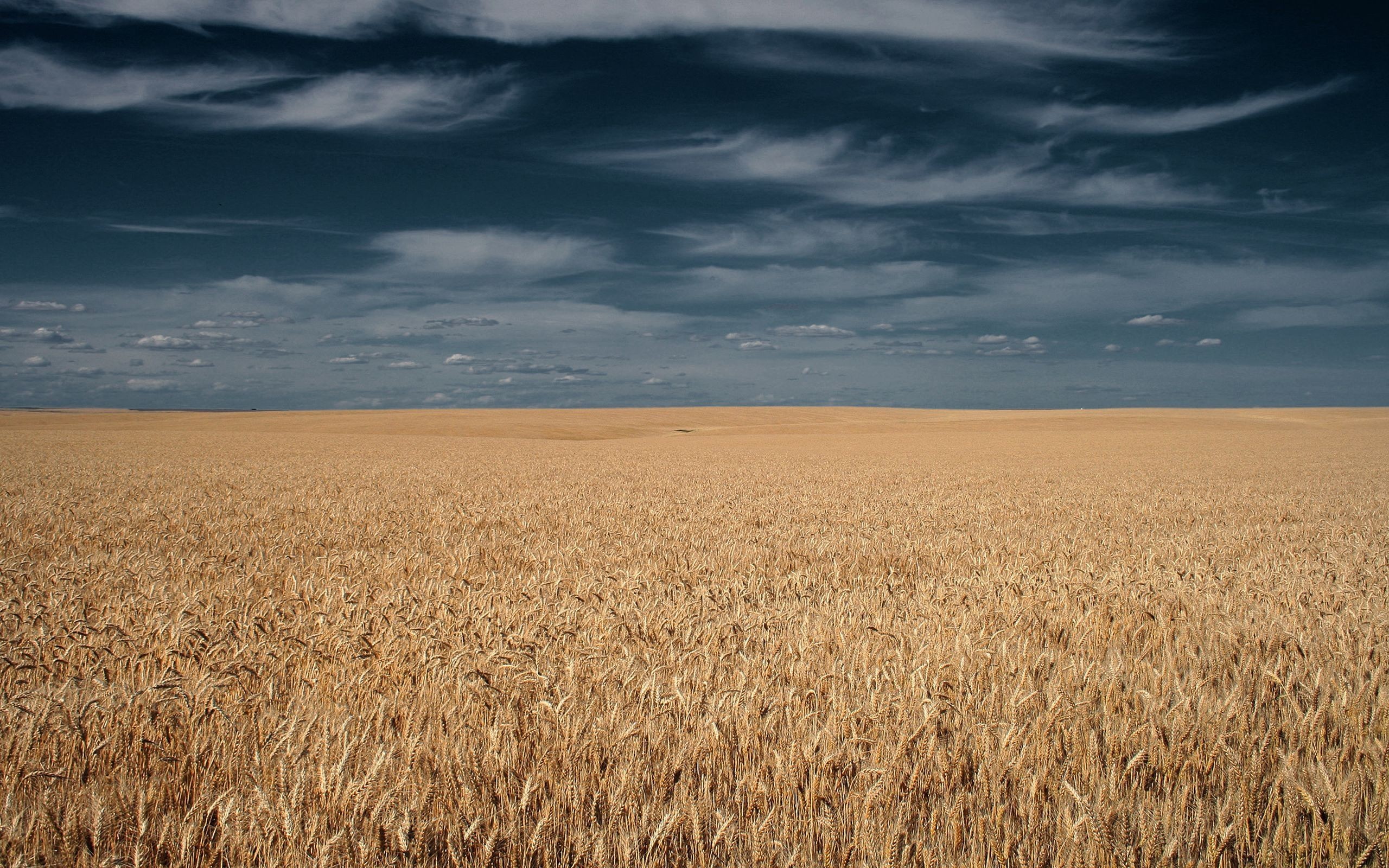 Wheat field under a cloudy sky HD Wallpaper
