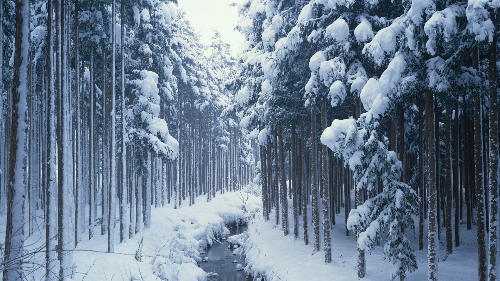 Snowy forest with a stream HD Wallpaper