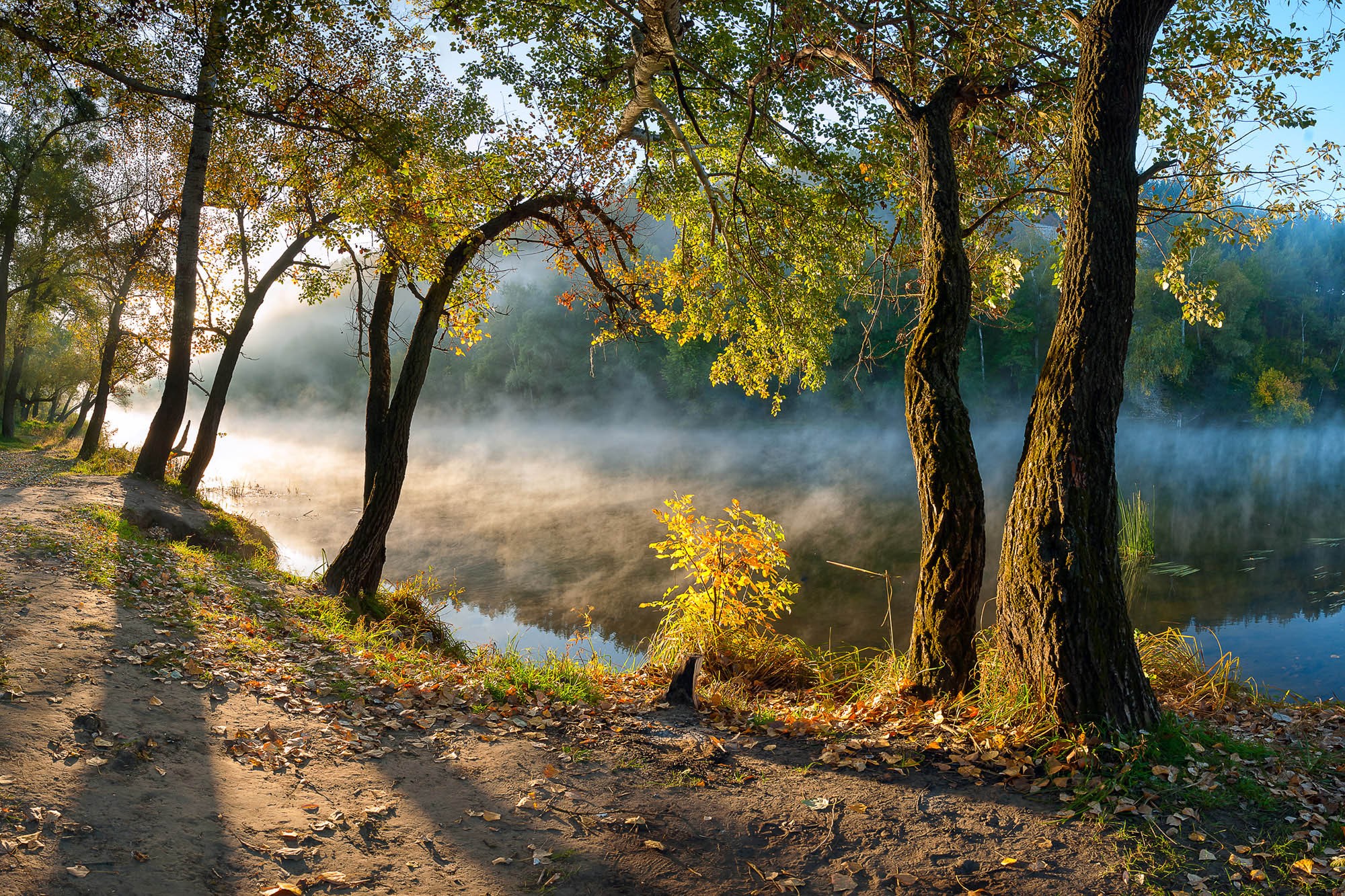 river, mist, morning, path, leaves, water, forest, landscape, nature HD Wallpaper