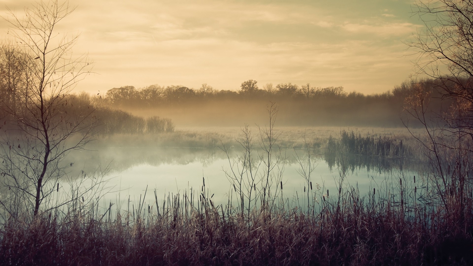 Misty lake with trees and reeds at sunrise HD Wallpaper