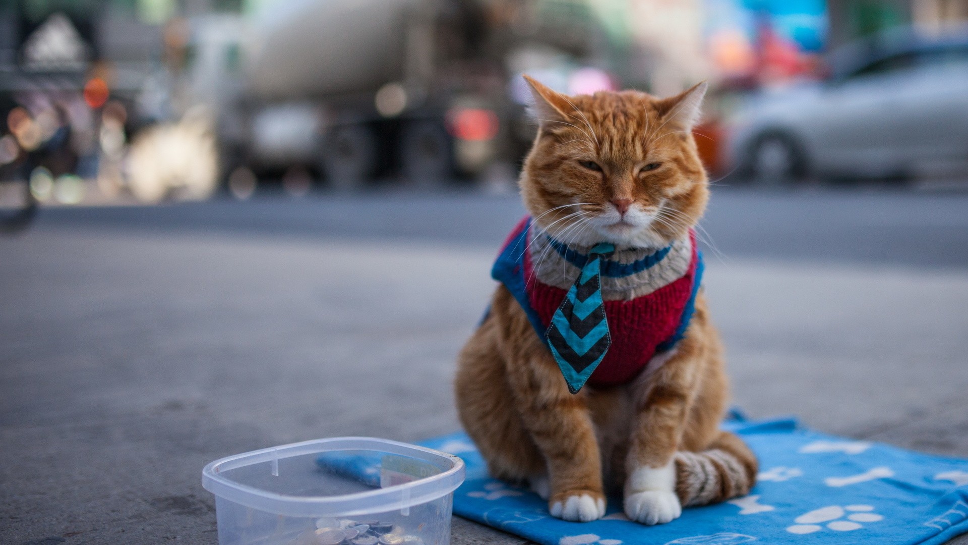 Orange cat in a sweater and tie on the street HD Wallpaper