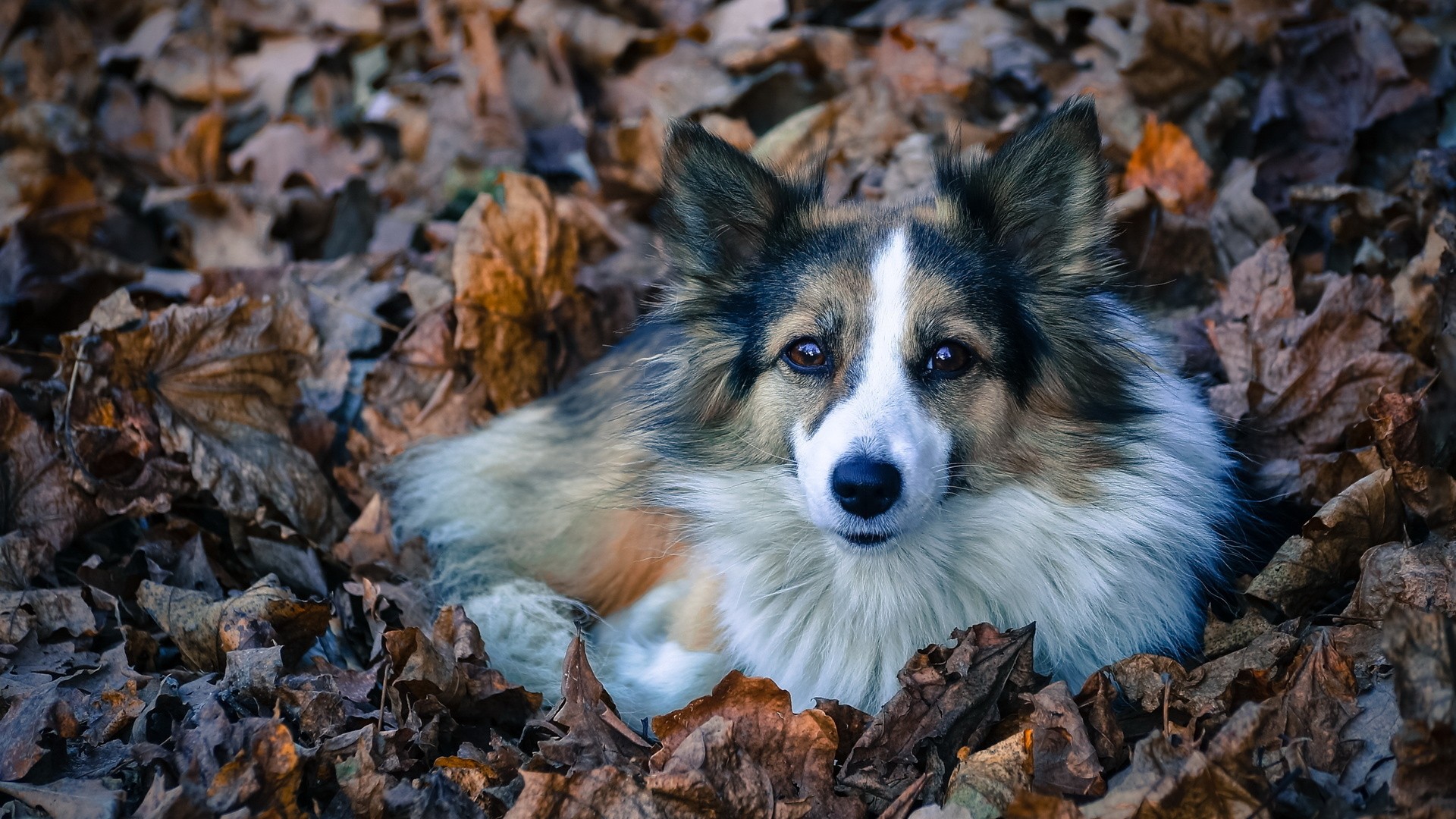 A dog lying in a pile of autumn leaves HD Wallpaper