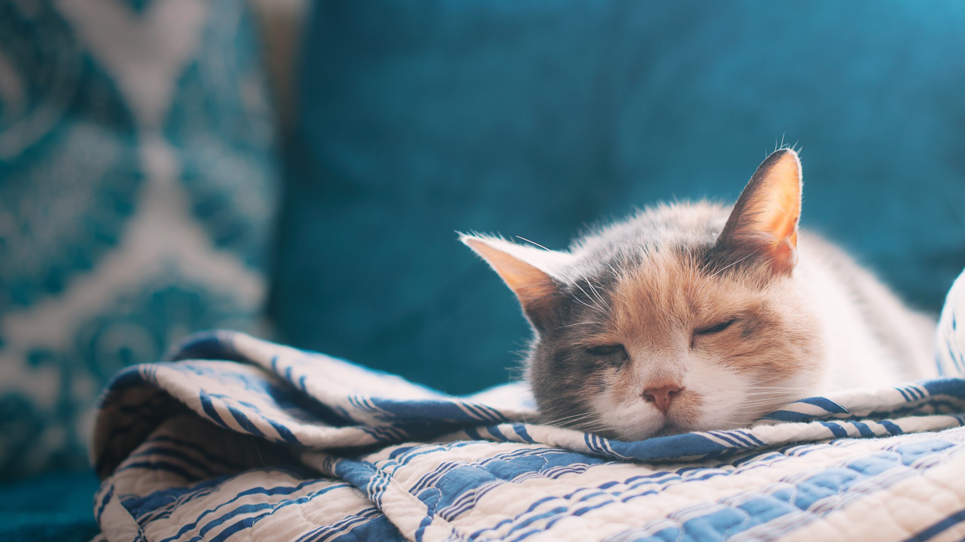 A calico cat sleeps on a striped blanket HD Wallpaper