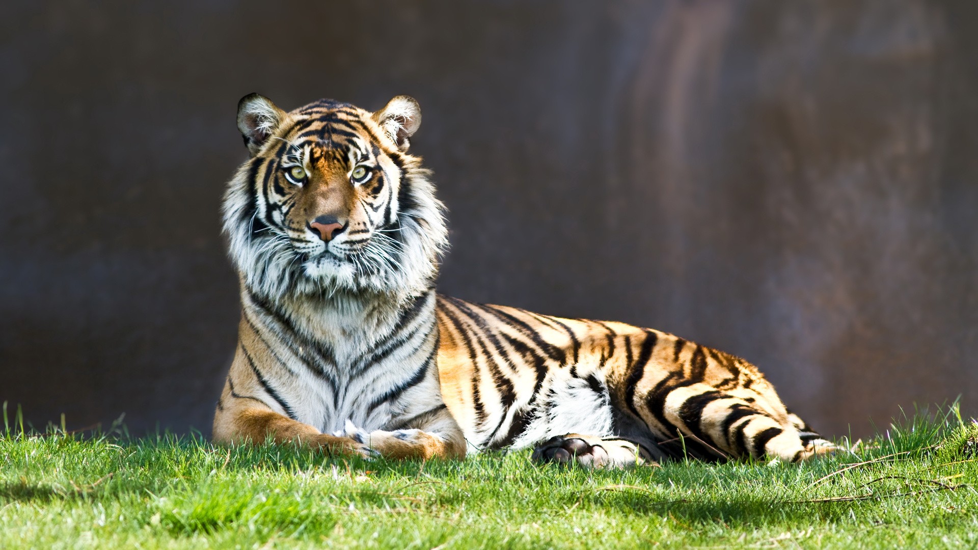 Tiger lying on grass in front of a dark background HD Wallpaper