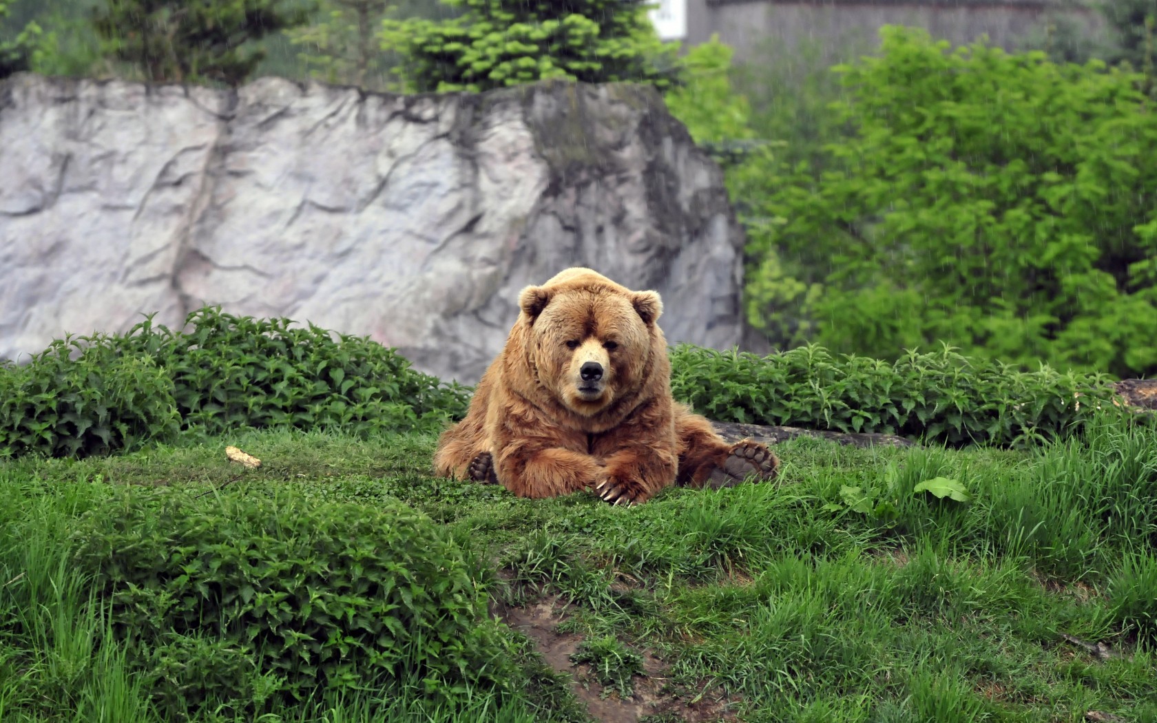 A brown bear rests on a grassy hill HD Wallpaper