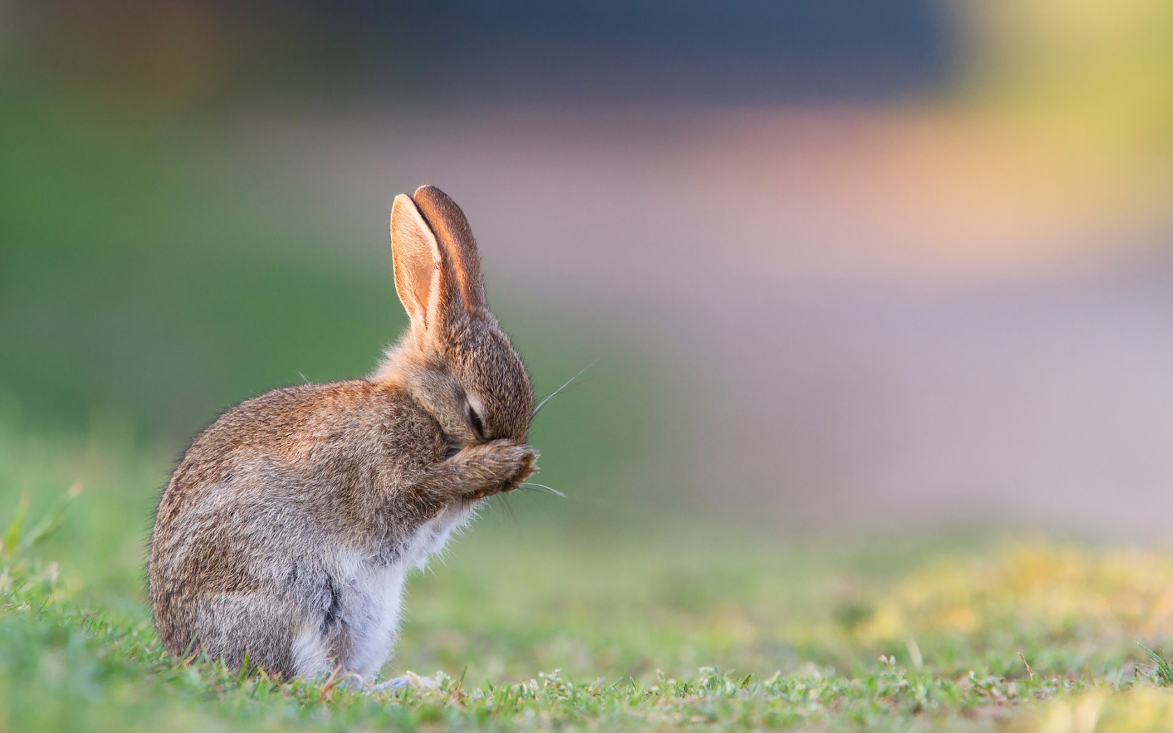 A rabbit cleans its face in the grass HD Wallpaper