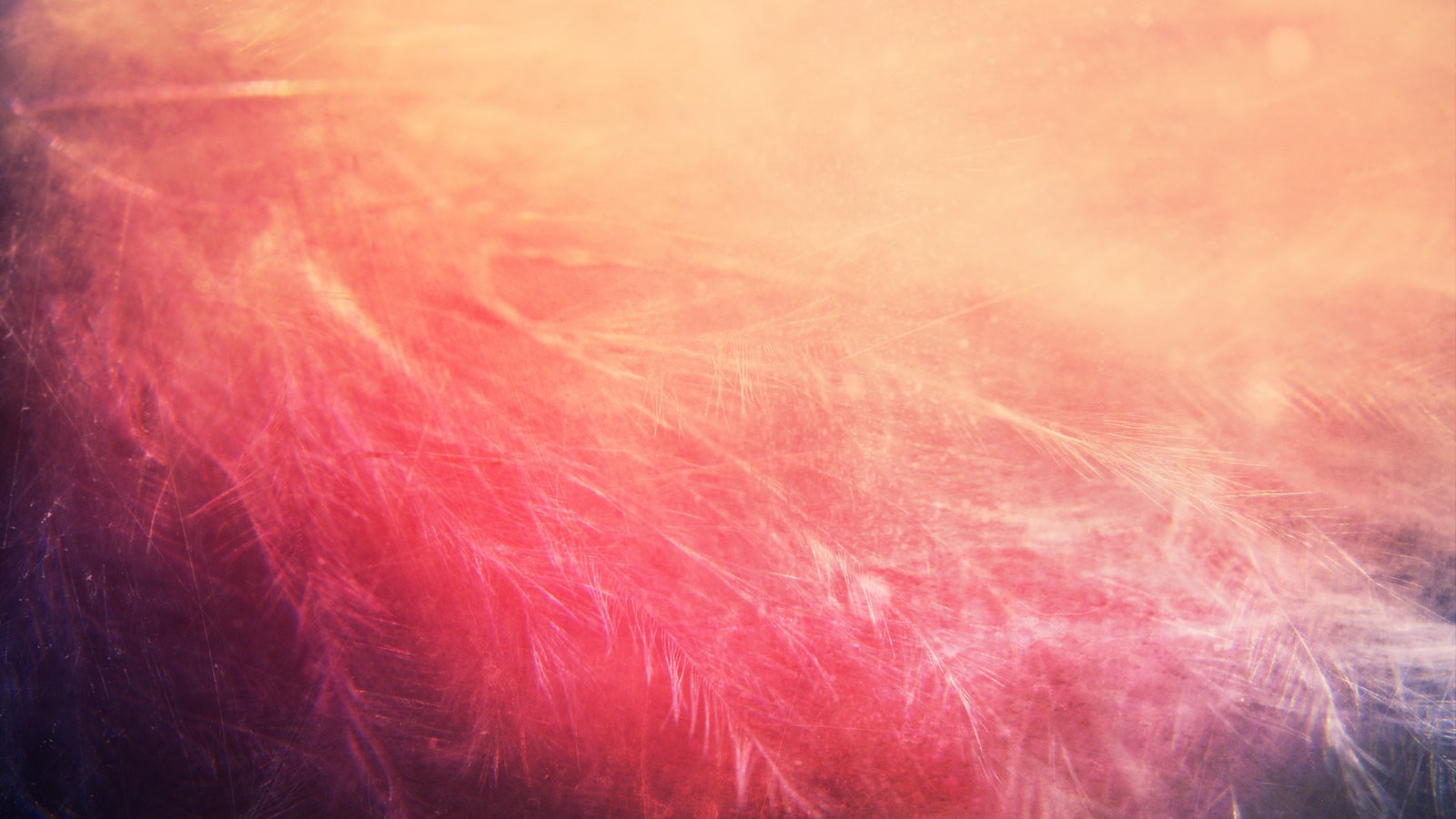 Close-up of soft feathers with pink and orange light HD Wallpaper