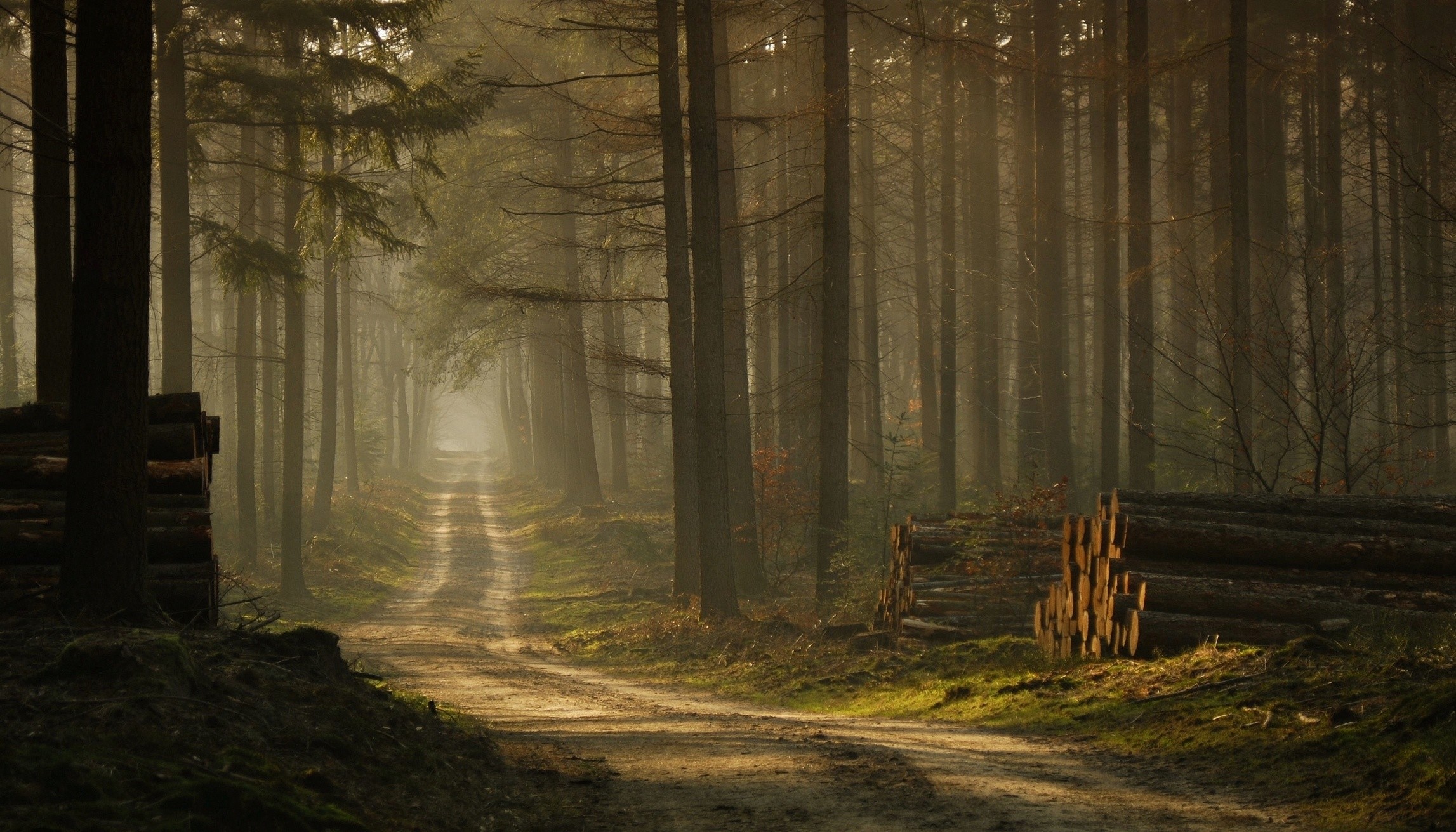 Misty forest road with sunlight filtering through trees HD Wallpaper