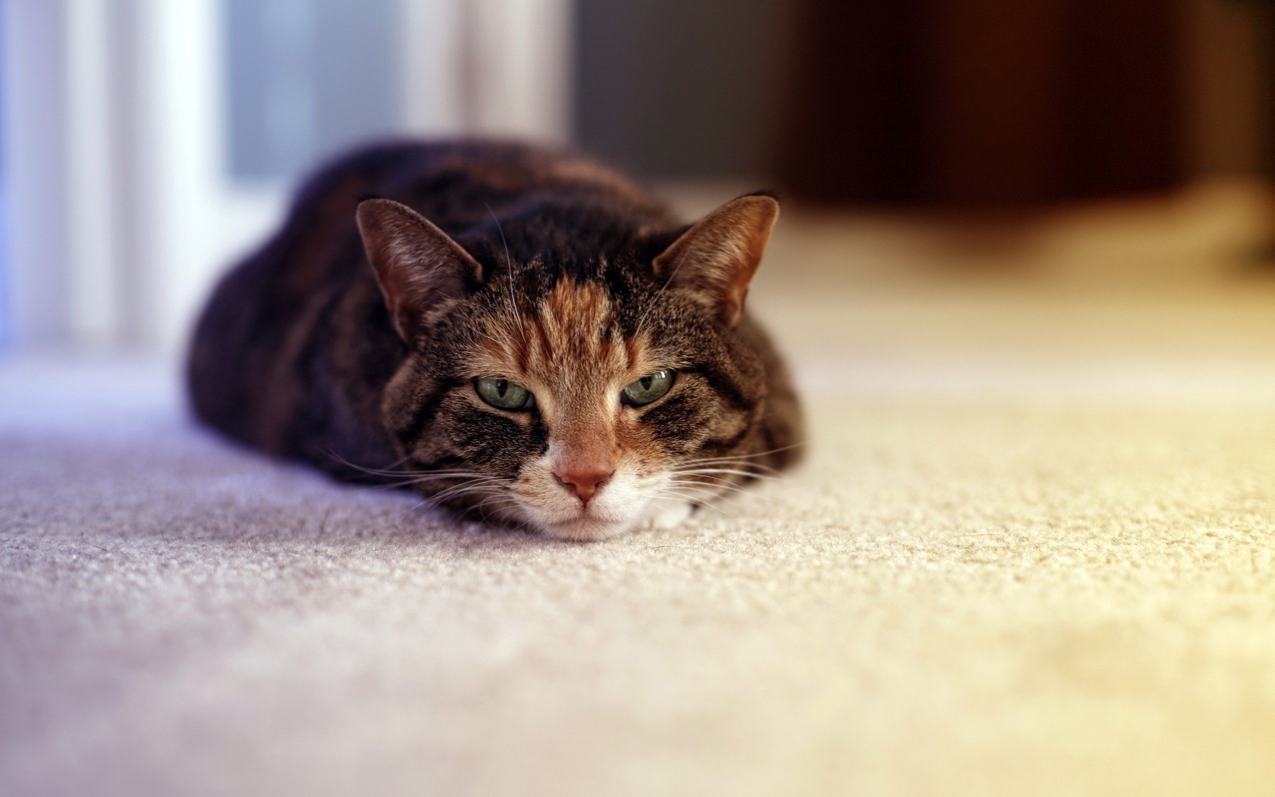 A tabby cat lies on a carpet HD Wallpaper